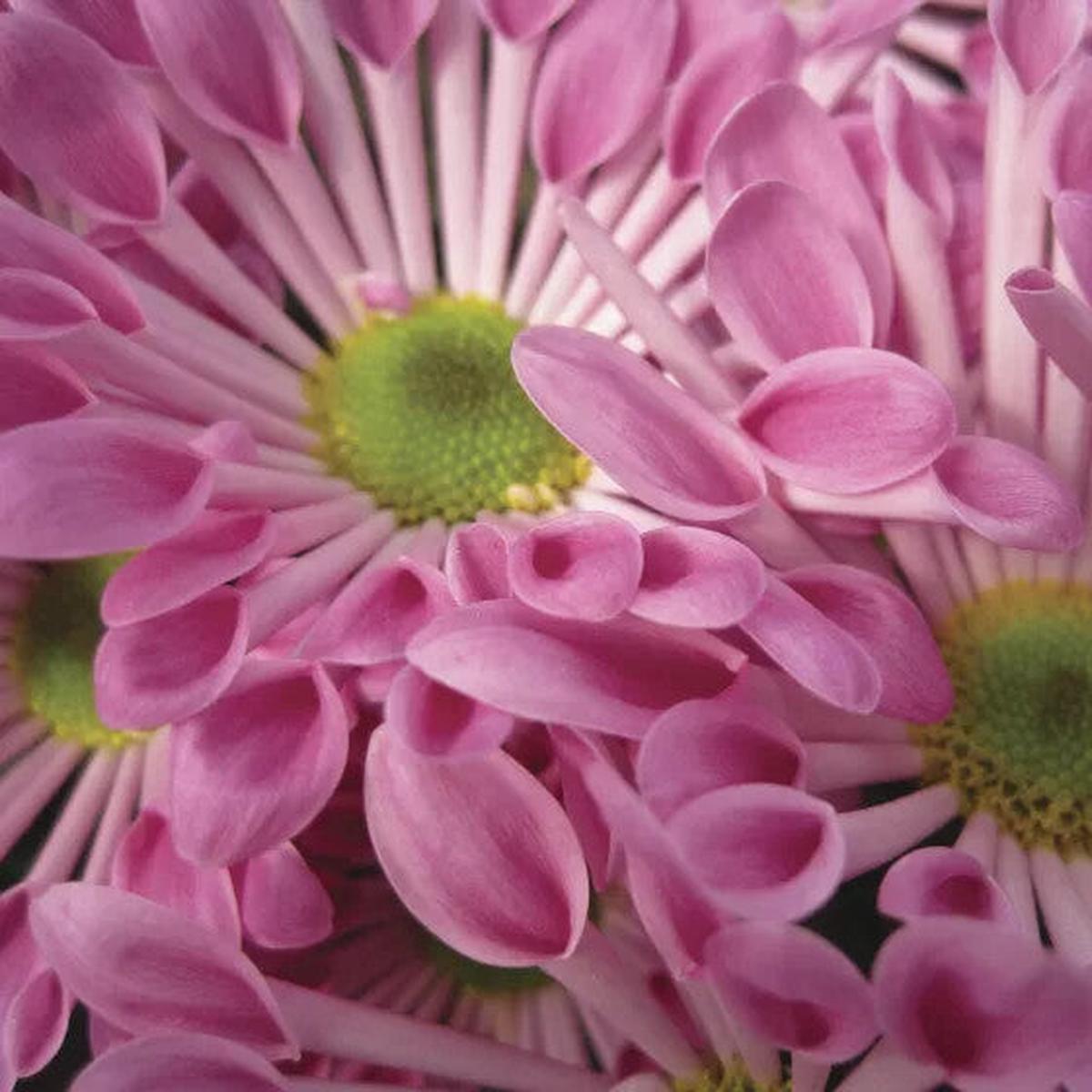 Pink Spoon Mum Flower Seeds for Planting  Heirloom Non-GMO, High Germination Organic Garden Seeds