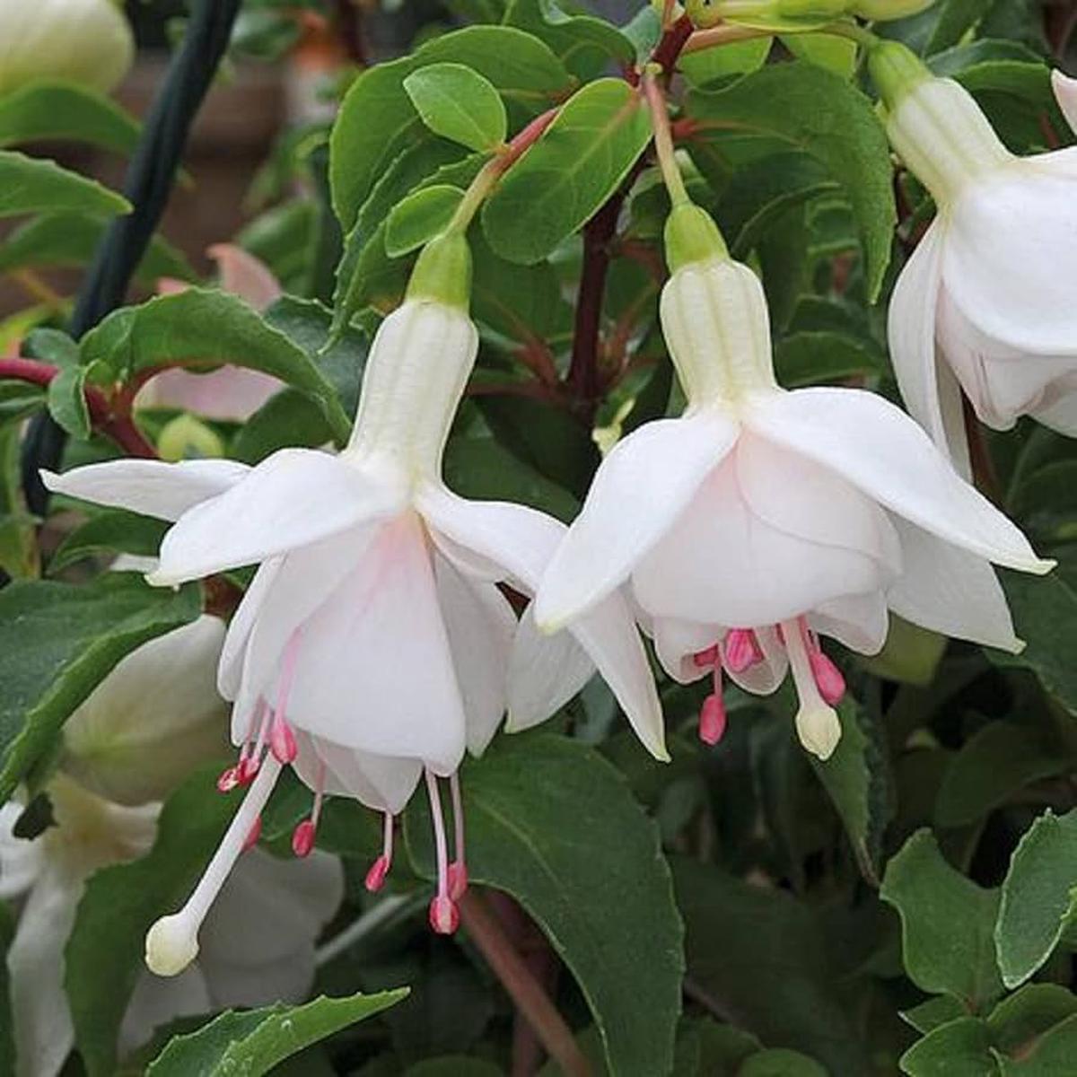 White Double Petals Fuchsia Flower Seeds for Planting Heirloom, Non-GMO, High Germination Organic Garden Seeds