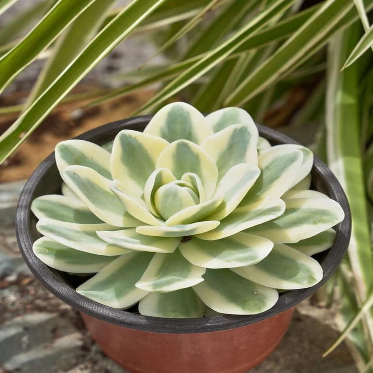 White Green Succulent Flower Seeds Bright Blooms, Heirloom & Non-GMO Seeds for Home Garden