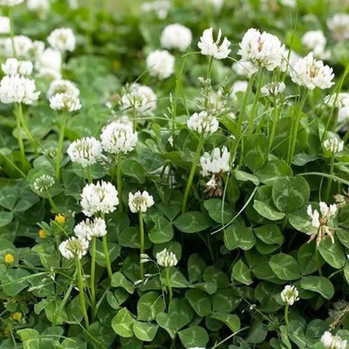 White Ladino Clover Planting age Nitrogen Fixer Soil Fixer Heirloom Non Gmo Flower Seeds