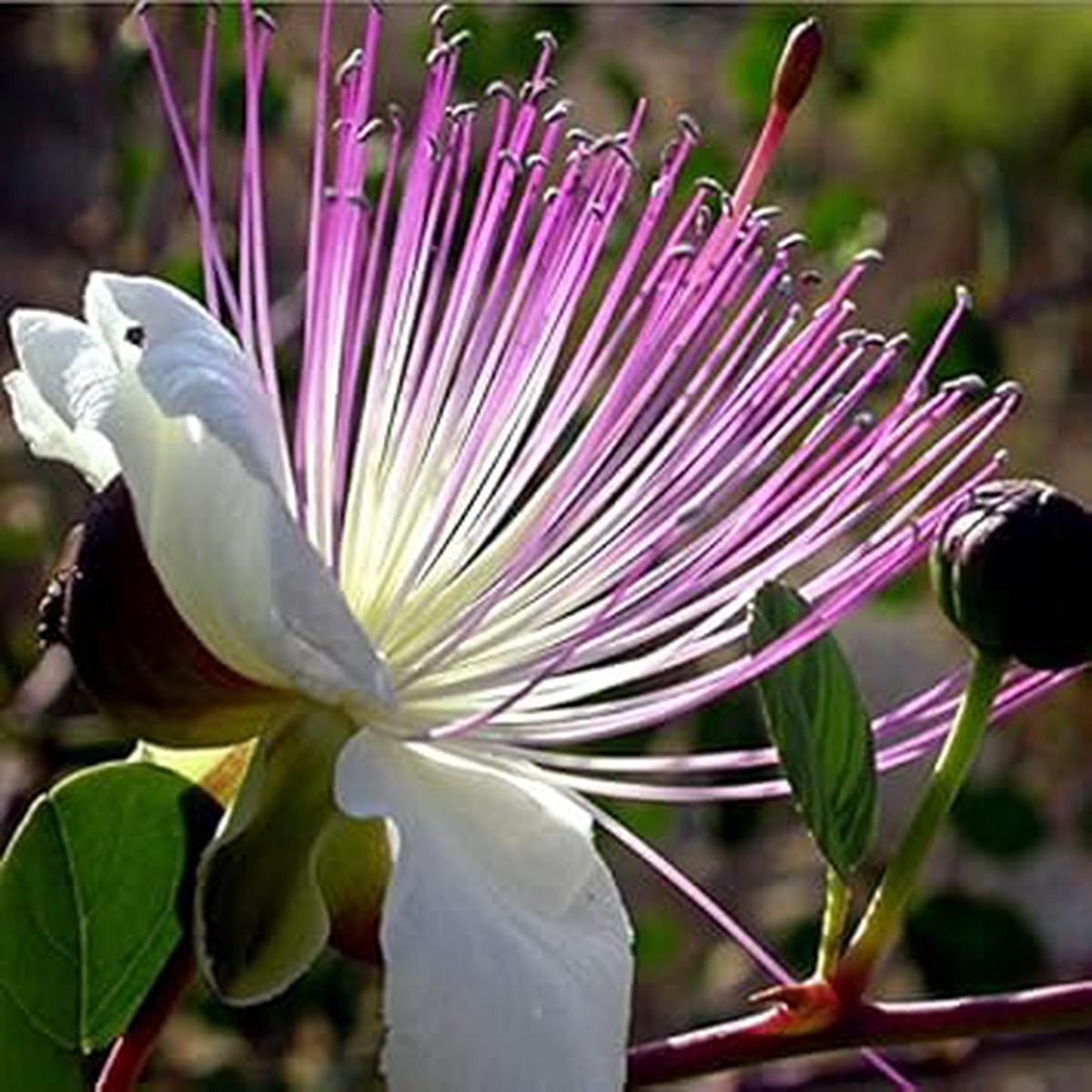 White Pink Capparis Spinosa Plant Seeds for Planting NON GMO Heirloom Seeds, High Germination, Organic Garden