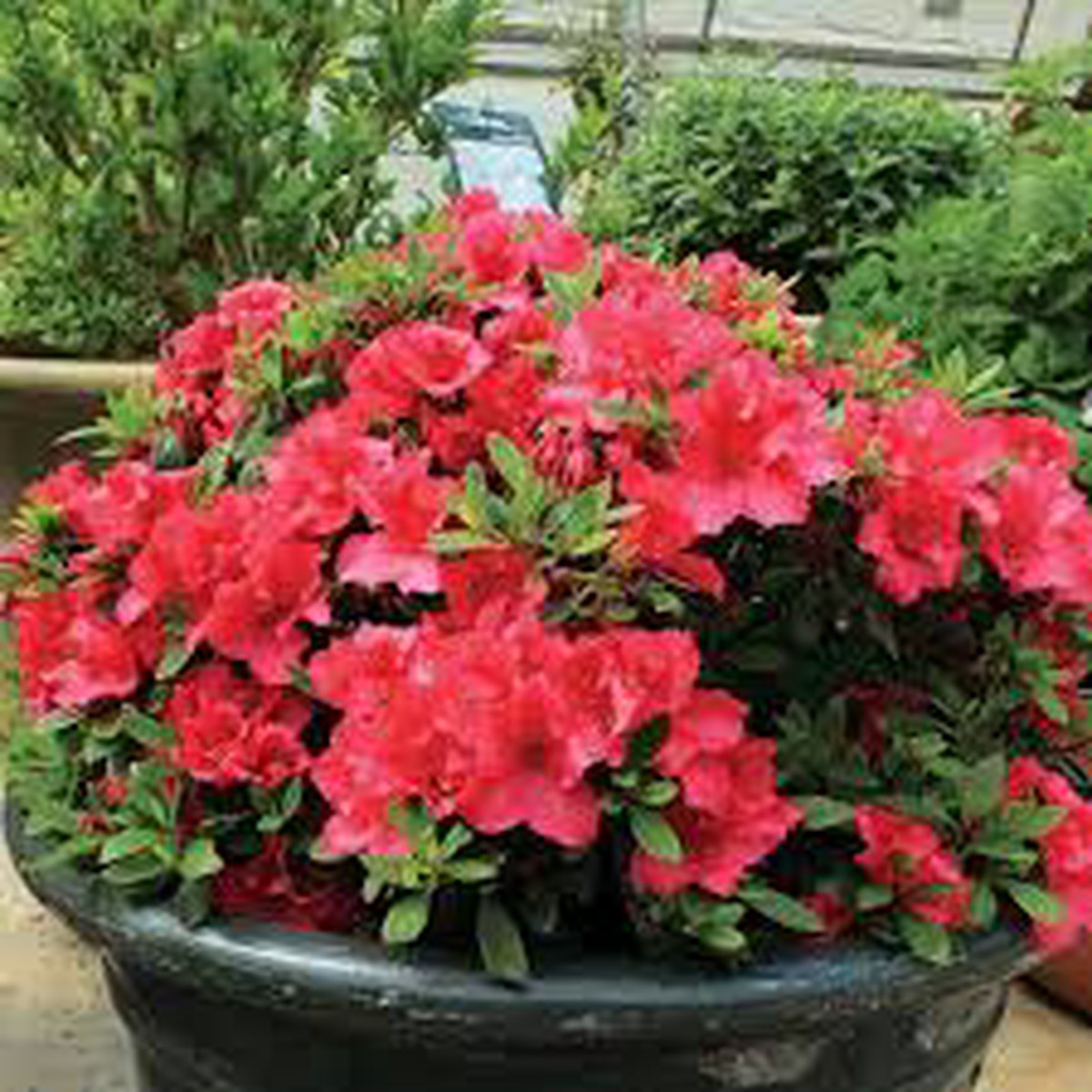 White Red Azalea Flower Fresh Planting Bicolor Azaleas Flower Seeds Home Garden Planting,