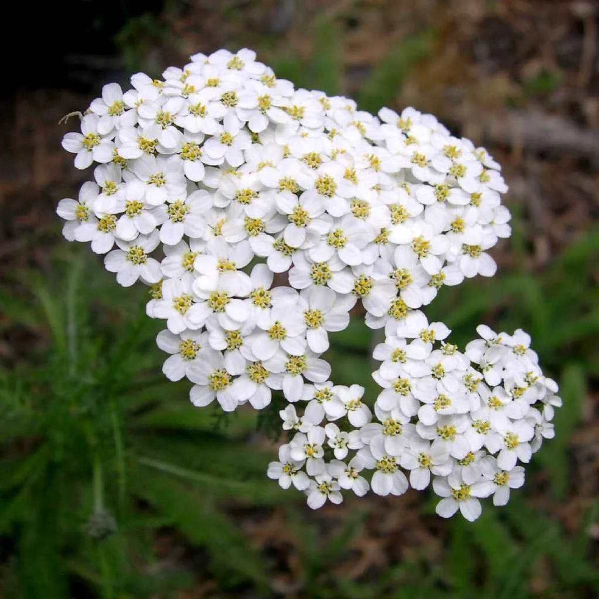 White Yarrow Flower Seeds for Planting  Heirloom, Non-GMO, Cut Flower Favorite, High Germination