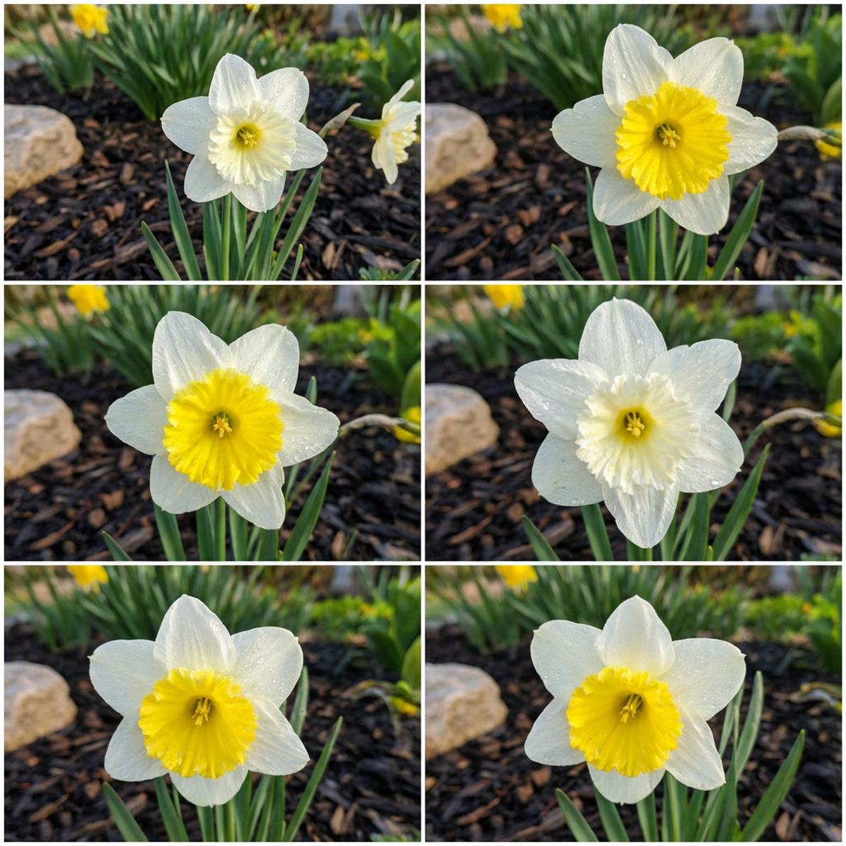 White Yellow Narcissus Flower Seeds for Planting Seed for Bright, Cheerful Blooms in Gardens, Ideal for Home and Outdoor Spaces