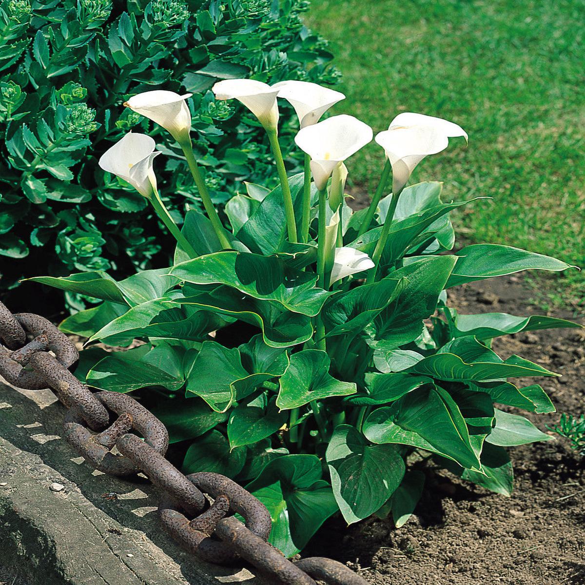 White Zantedeschia Aethiopica Flower seeds for Planting - Garden Favorite, Heirloom & GMO Free Seeds for Home Garden