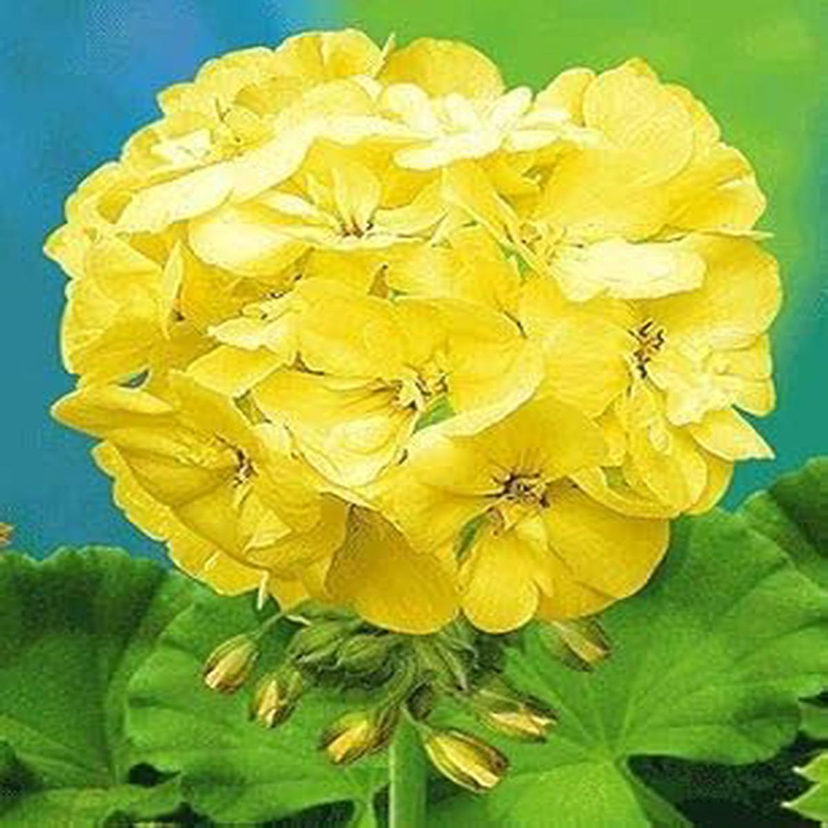 Yellow Geranium Pelargonium Flower Seeds Heirloom Non-GMO, High Germination Organic Garden Seeds for Planting