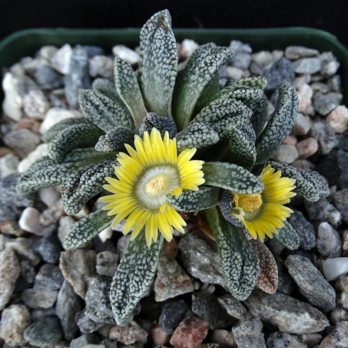Yellow Nananthus Flower seeds for Planting Pollinator Friendly Heirloom & GMO Free Seeds for Home Garden  Sale
