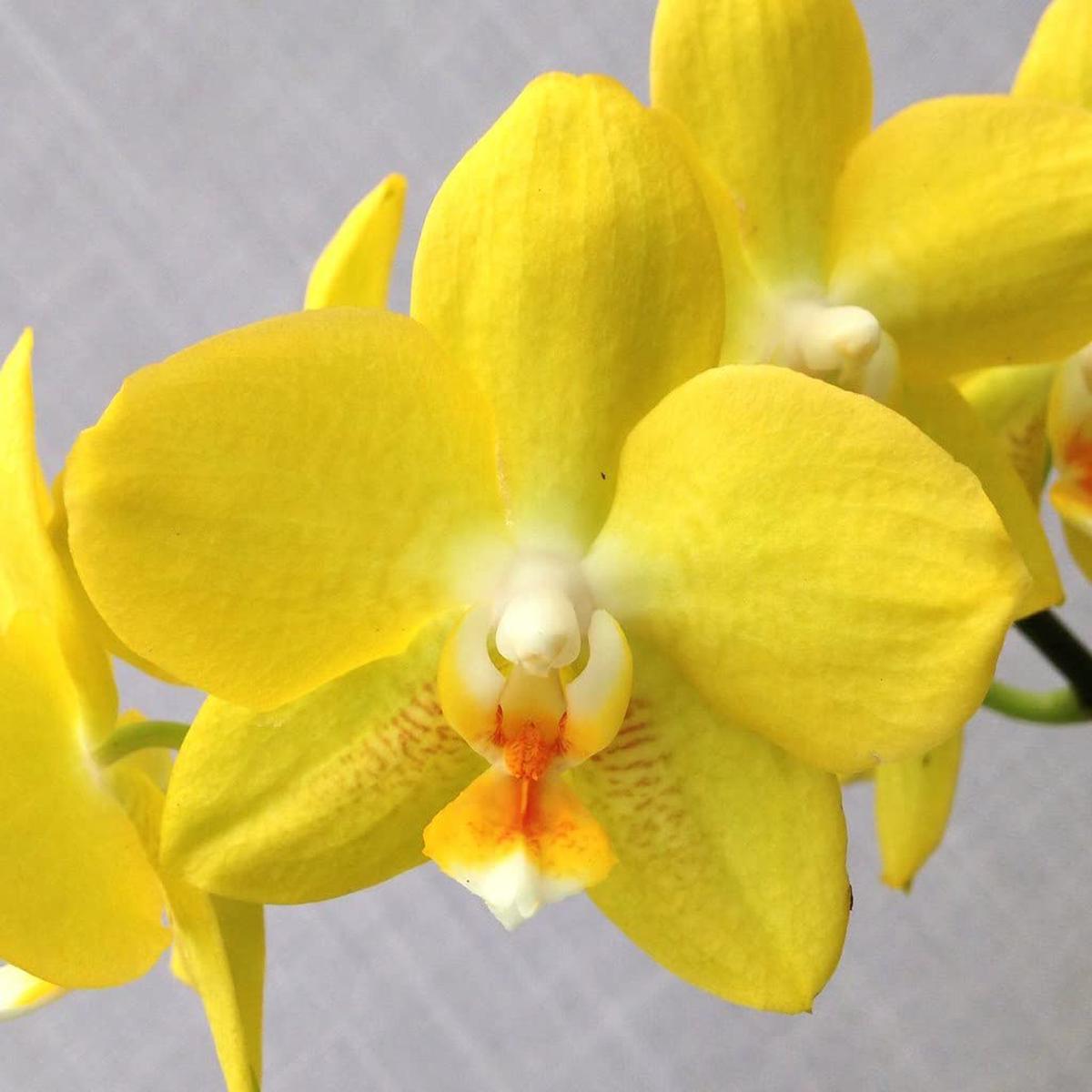 Yellow Phalaenopsis Orchid Flower Seeds for Planting  Heirloom, Non-GMO, Fragrant Organic Garden Seeds