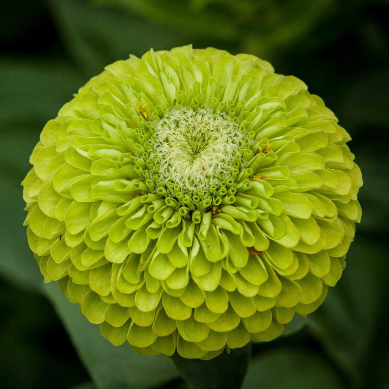 Zinnia Seeds - Benary's Giant Lime