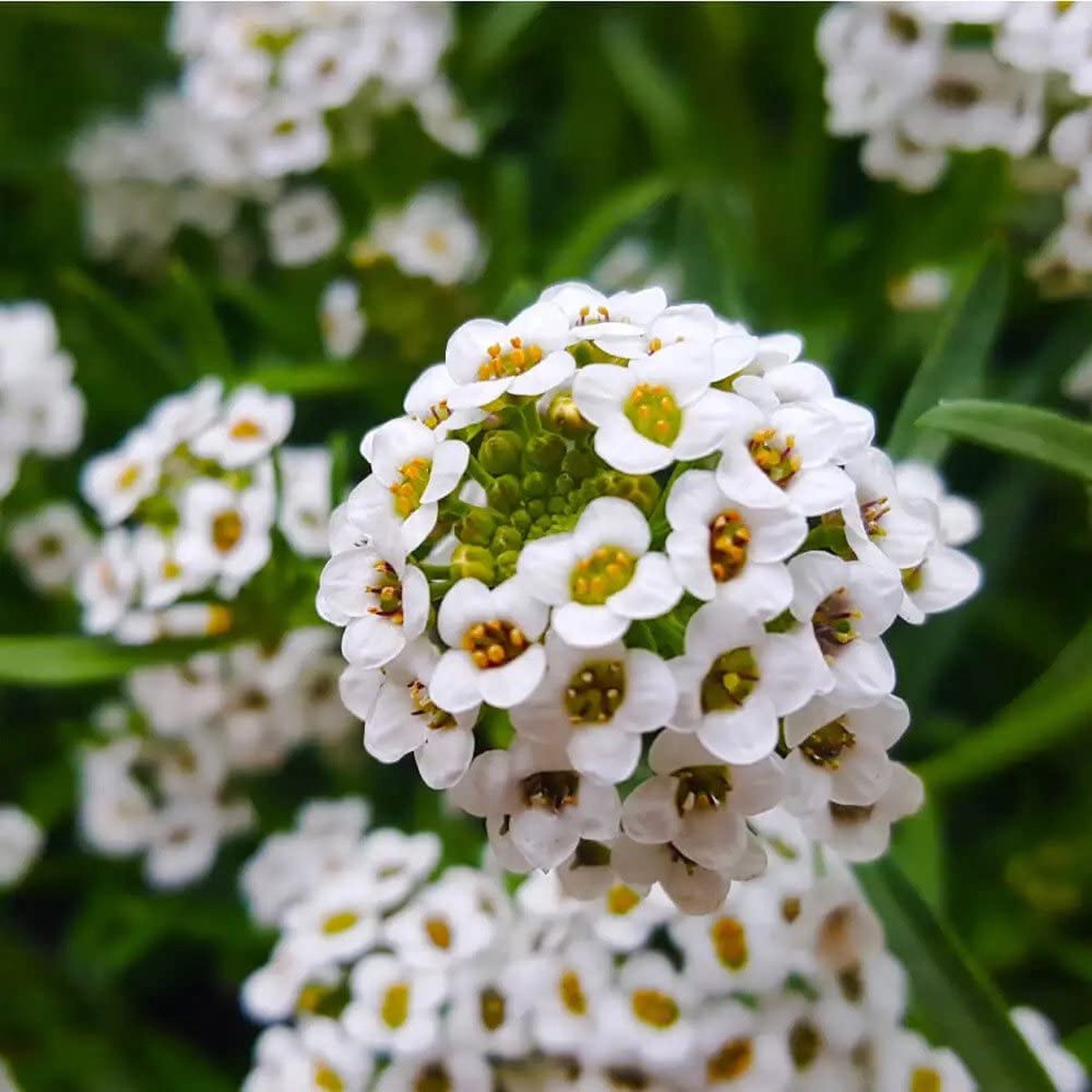 Alyssum Flower Planting Garden Bed Flower Seeds Home Garden Planting, Colorful Organic