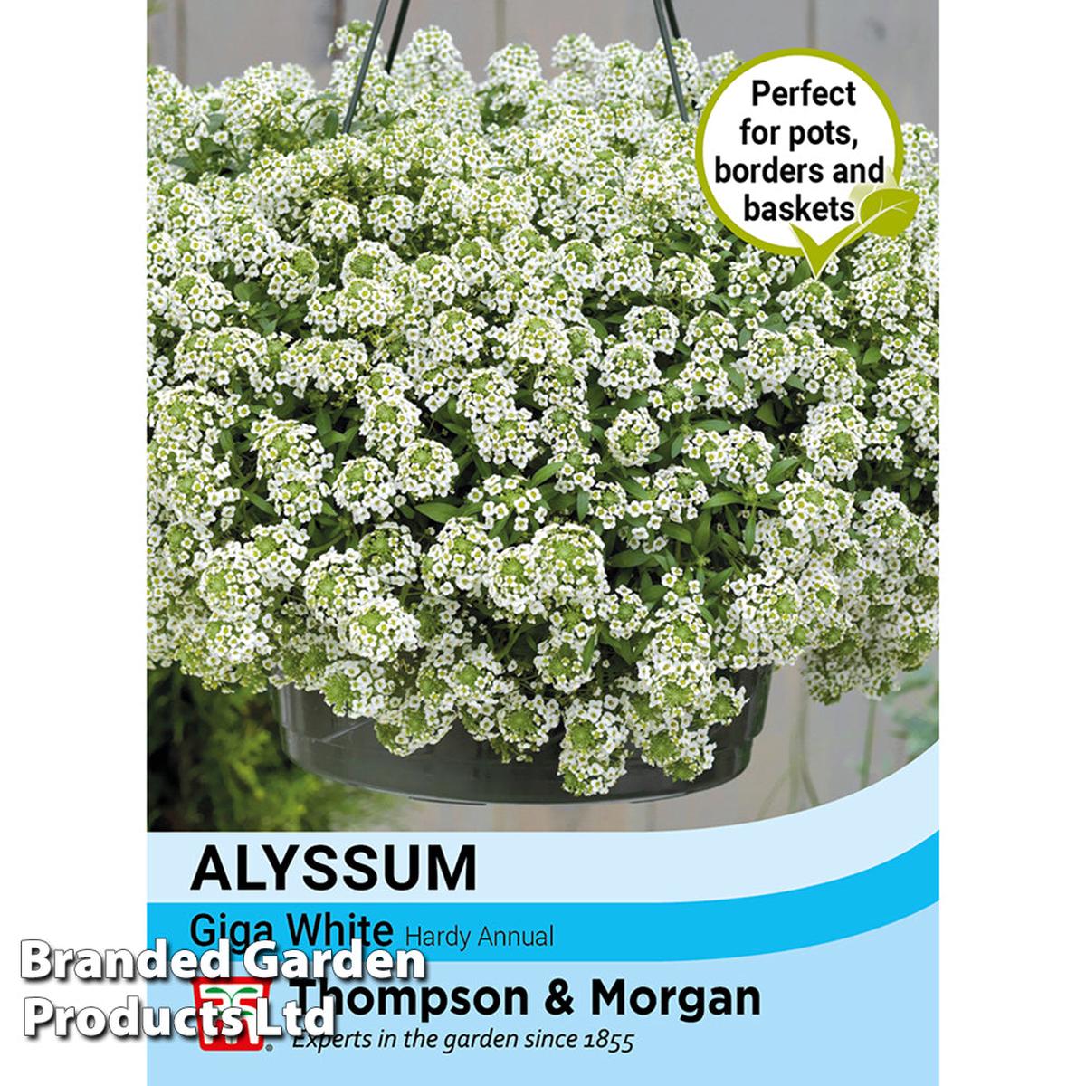 Alyssum 'Giga White'