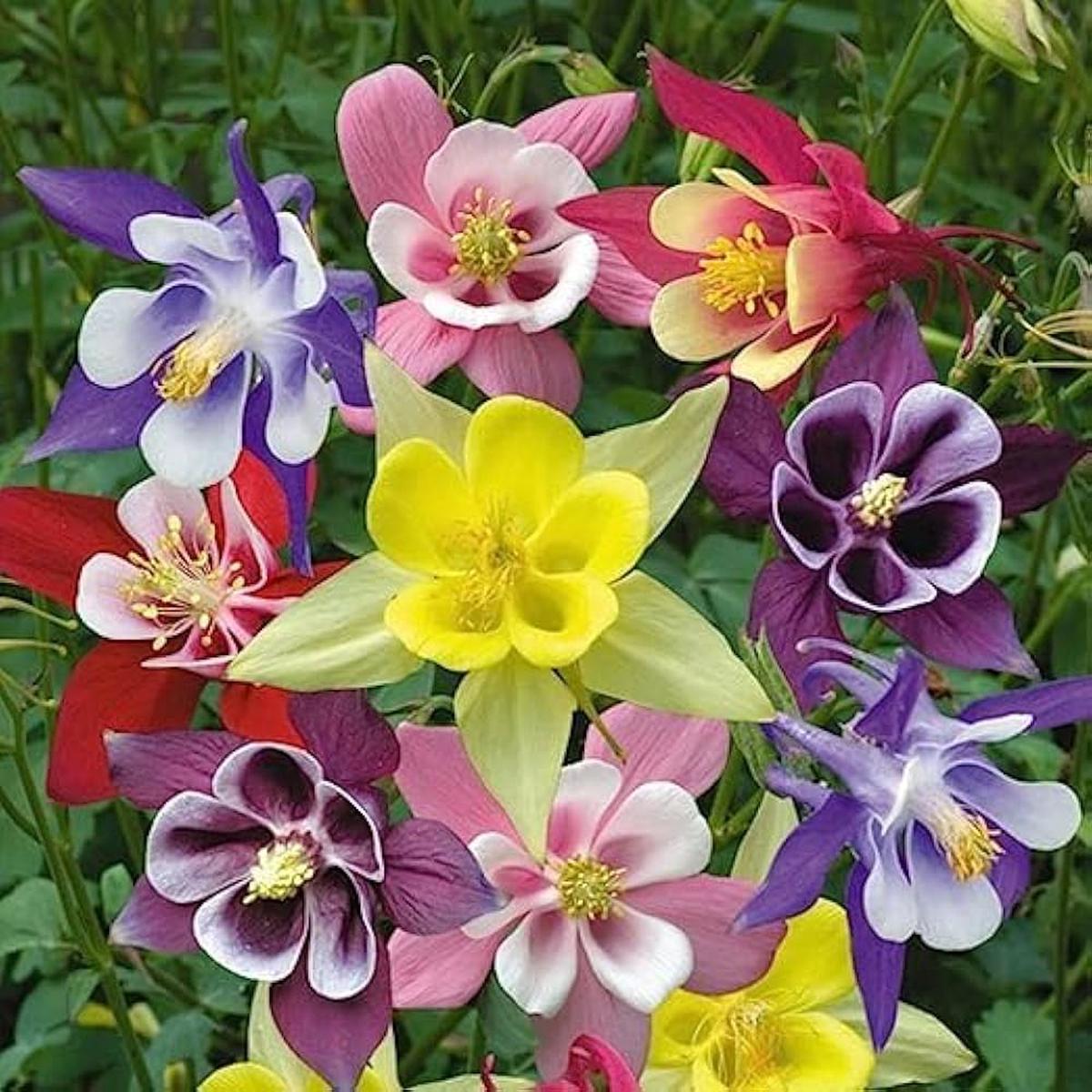 Aquilegia Stern Mix Columbine seeds  tall flowering mix for borders