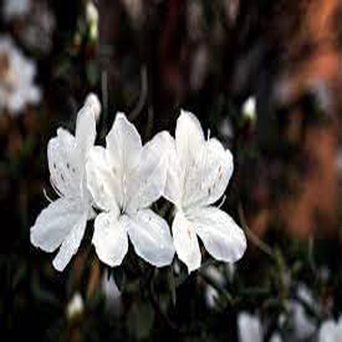 Azalea Blanco Flower Seeds for Planting  Fragrant Blossoms, Heirloom, Non-GMO, High Germination Garden Seeds