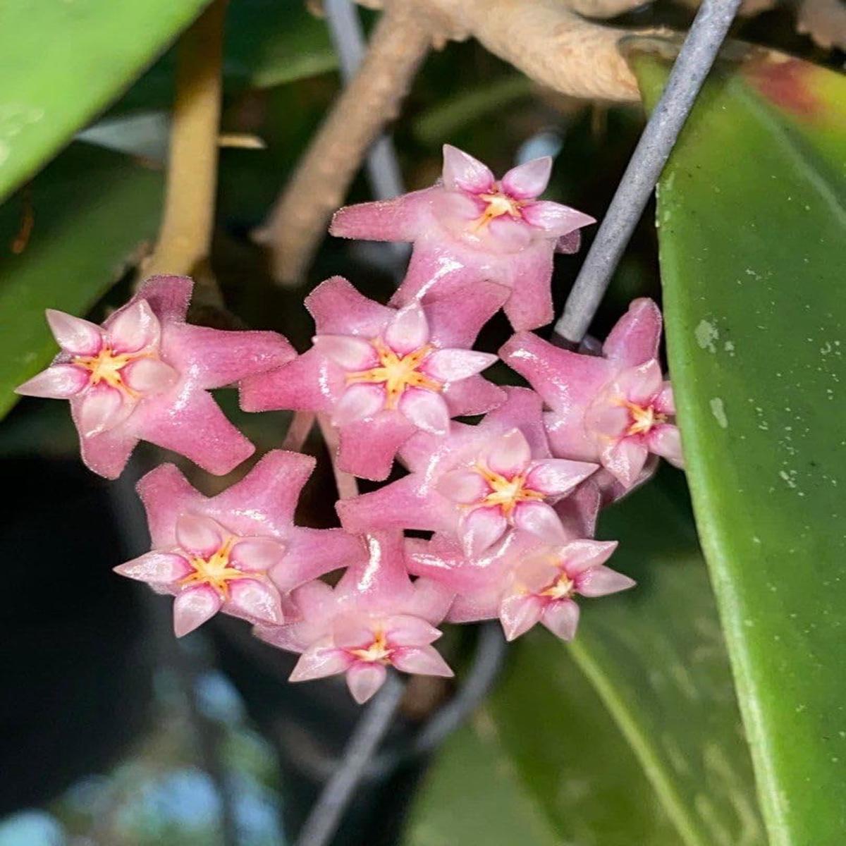 Baby Pink Hoya Flower Seeds for Planting Heirloom, Non-GMO, High Germination Tropical Garden Seeds