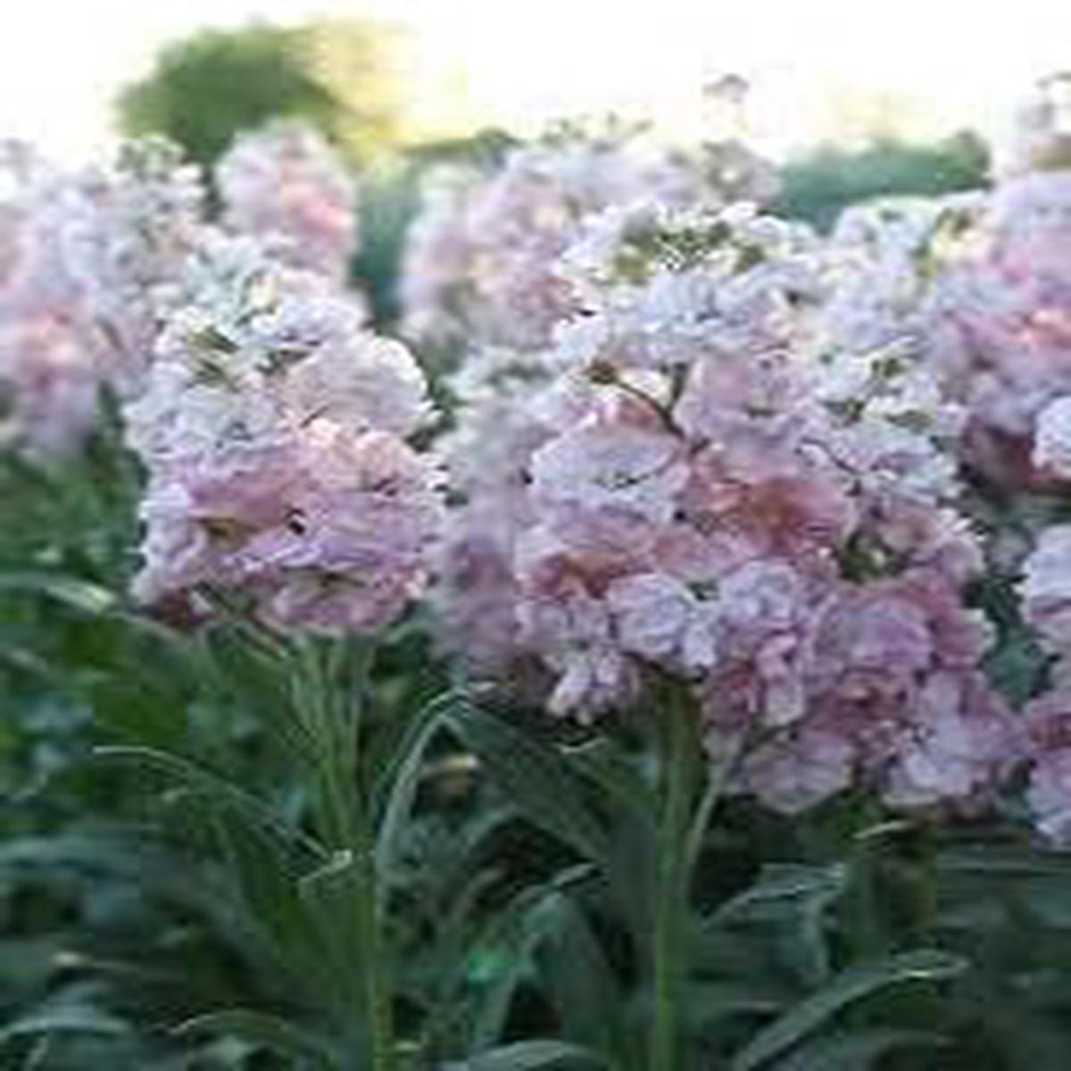 Baby Pink Matthiola Incana Flower seeds for Planting - Fragrant Blossoms, Heirloom & GMO Free Seeds for Home Garden