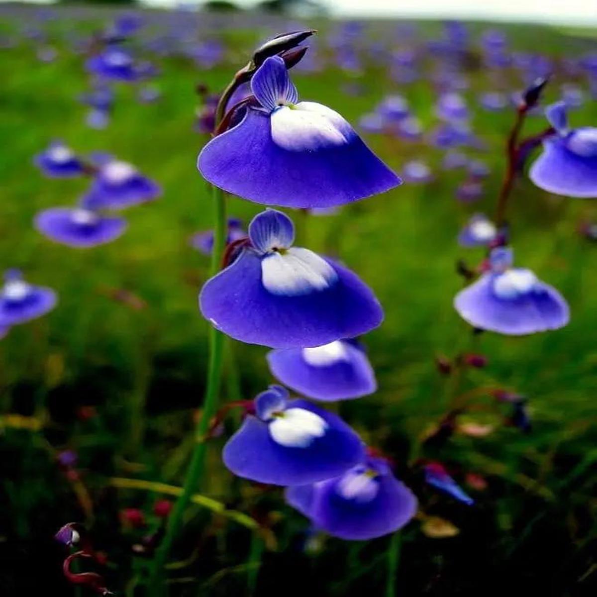 Blue Bladderwort Flower Seeds for Garden Planting - NON GMO Seeds