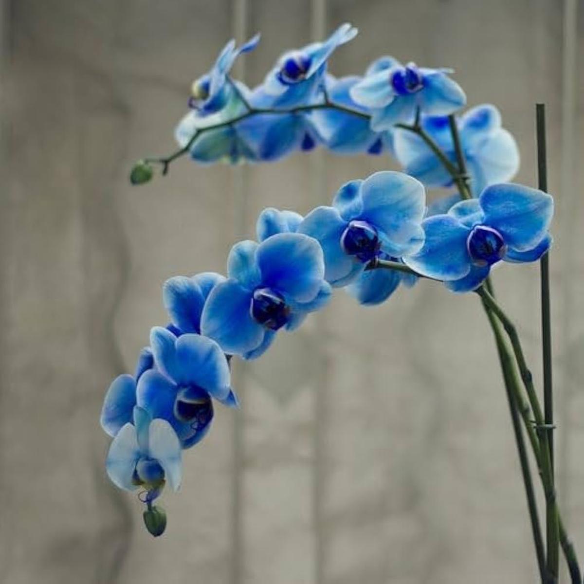 Blue Butterfly Orchid Flower seeds for Planting - Hardy Variety, Heirloom & GMO Free Seeds for Home Garden