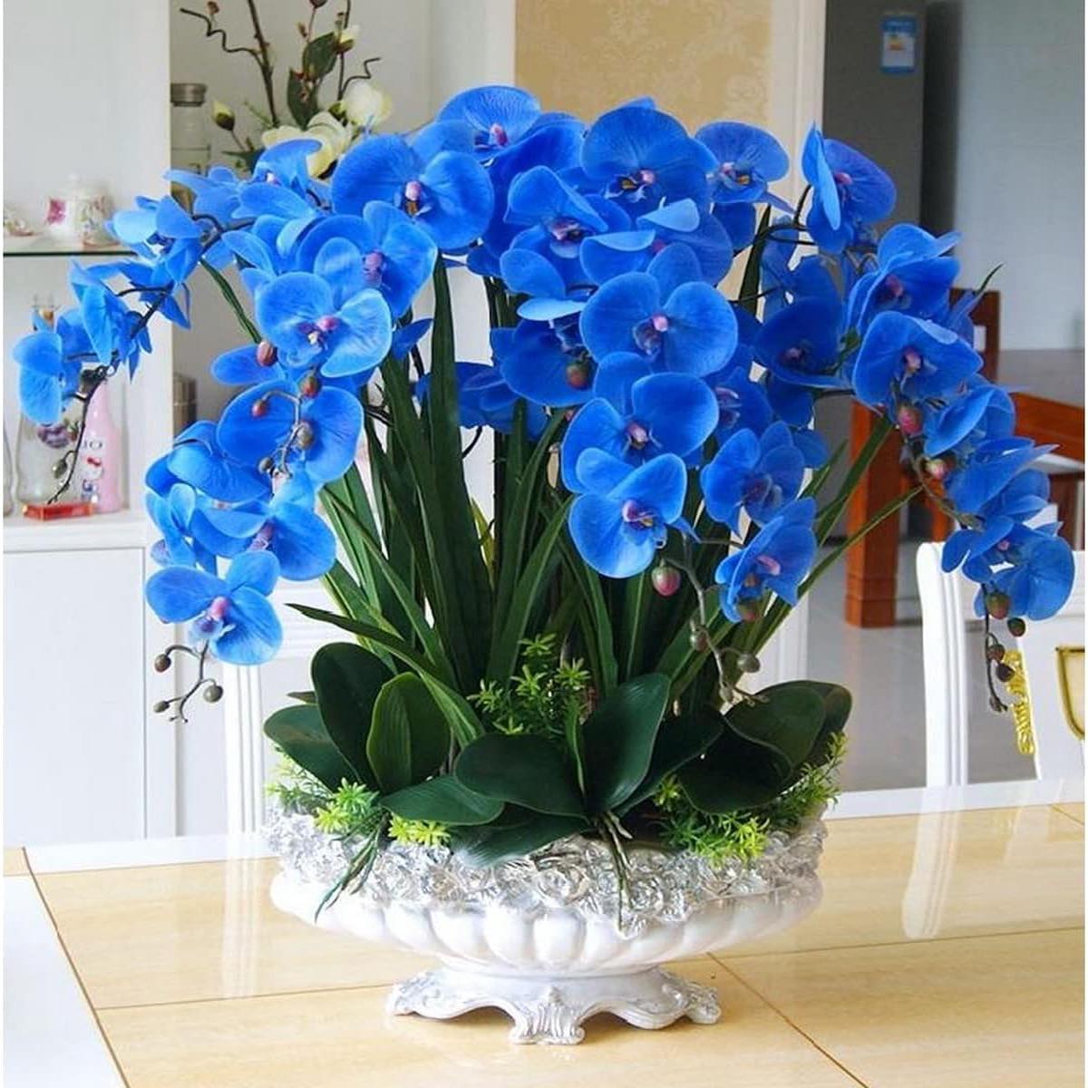 Blue Butterfly Orchid Flower seeds for Planting - Long Bloom Season, Heirloom & GMO Free Seeds for Home Garden