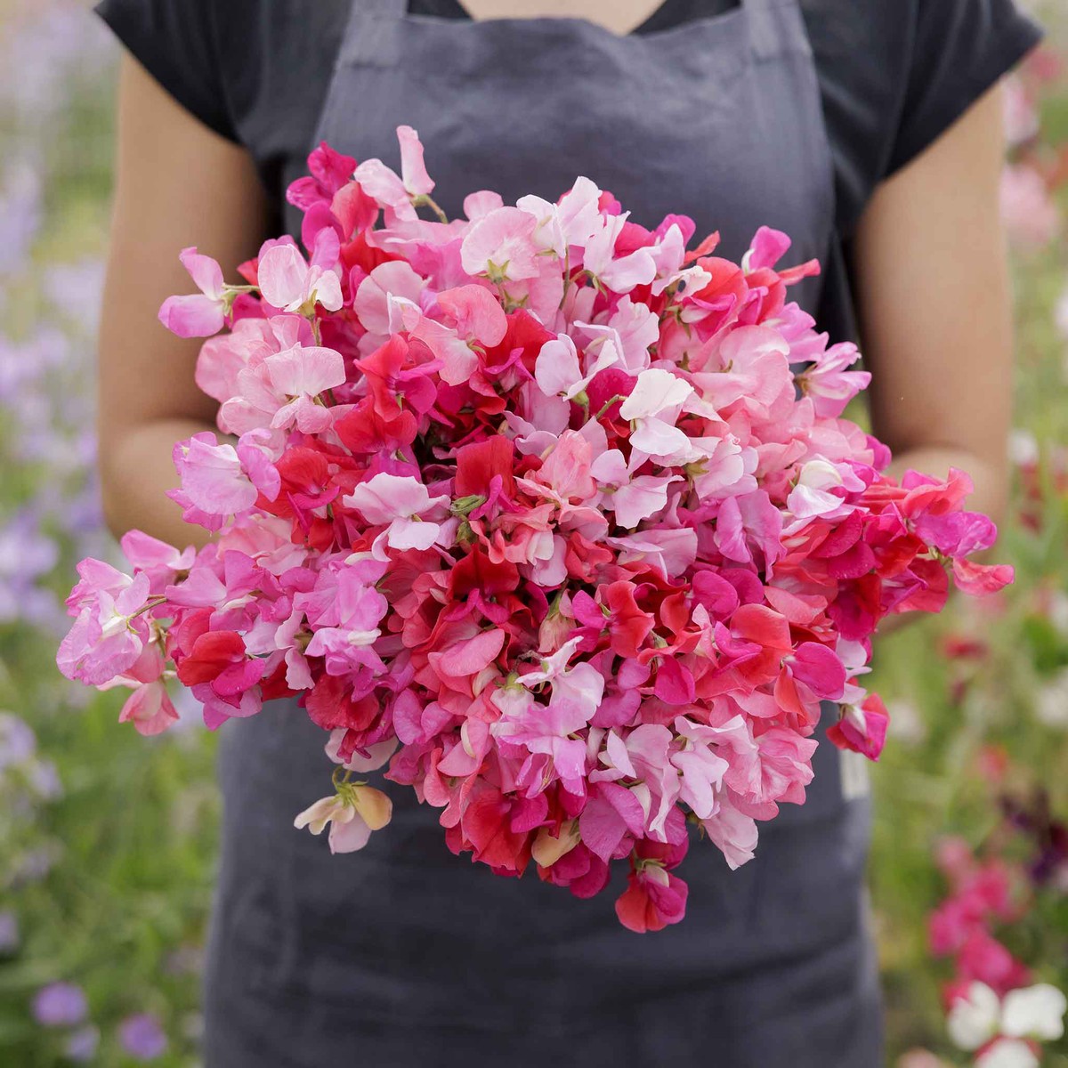 Sweet Pea Seeds - Pink Mix
