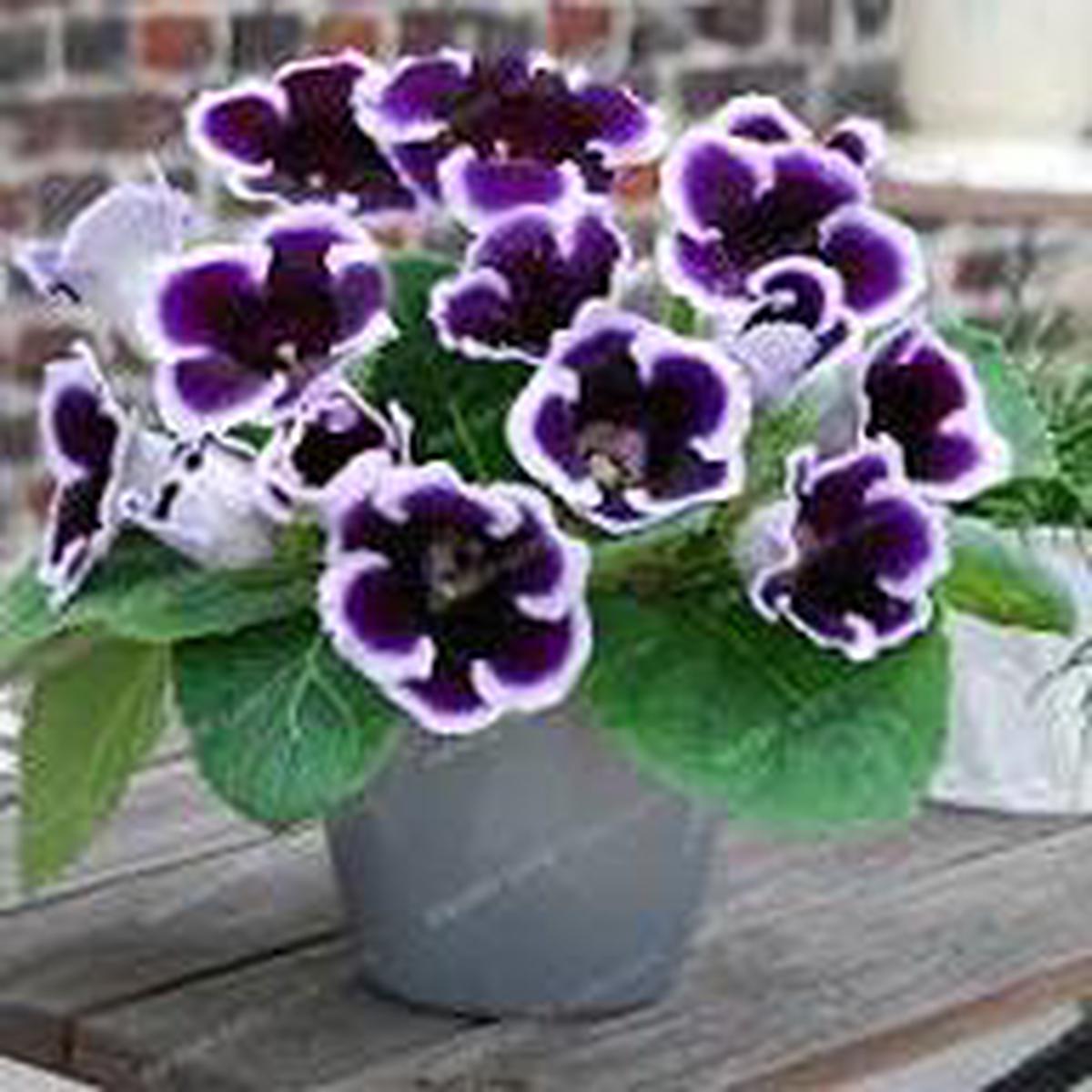Violet White Gloxinia Flower Seeds for Planting  Sun Loving, Heirloom, Non-GMO, High Germination
