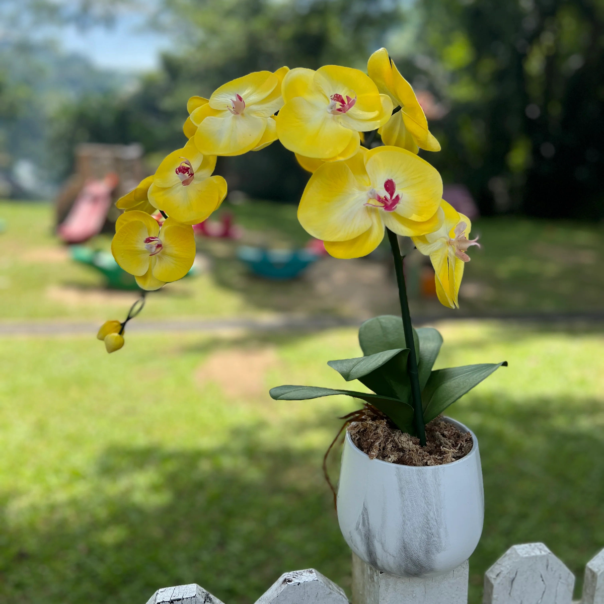 Yellow Orchid Flower Seeds Heirloom Non-GMO Seeds for Garden Planting