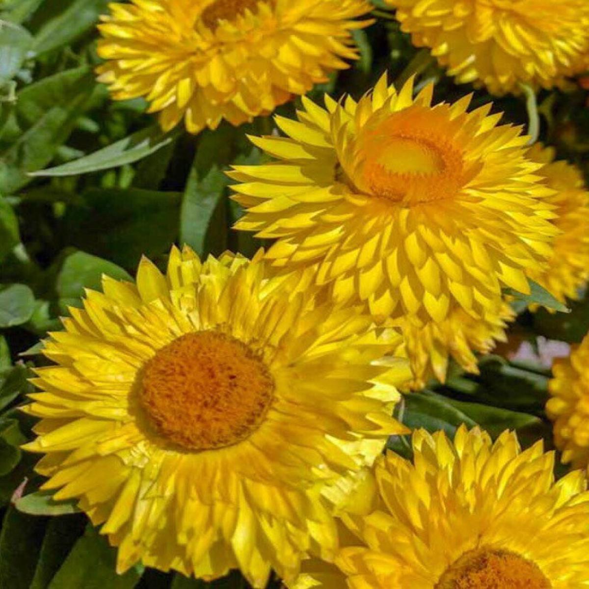 Yellow Strawflower Seeds for Planting Heirloom, Non-GMO, High Germination Organic Garden Seeds