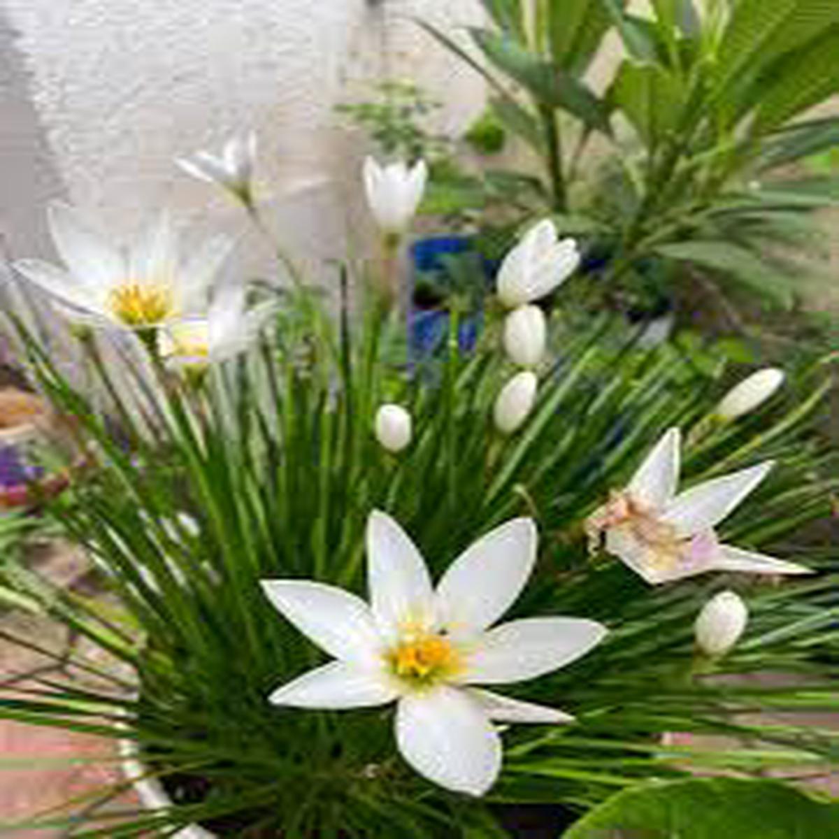 Zephyranthes Candida Flower seeds for Planting - Shade Tolerant, Heirloom & GMO Free Seeds for Home Garden
