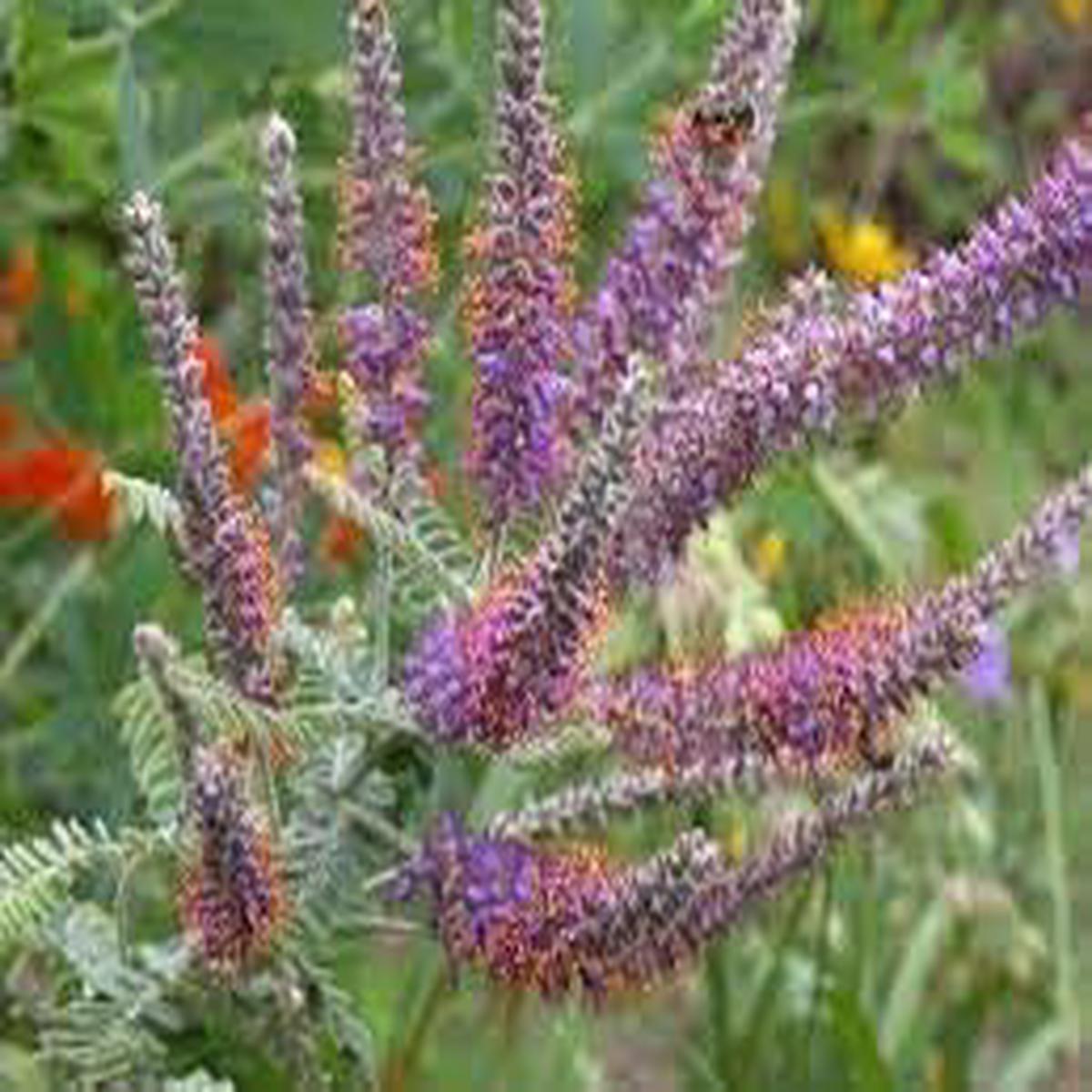 Amorpha Canescens Flower Seeds for Planting Heirloom, Non-GMO, Premium Quality Organic Garden Seeds