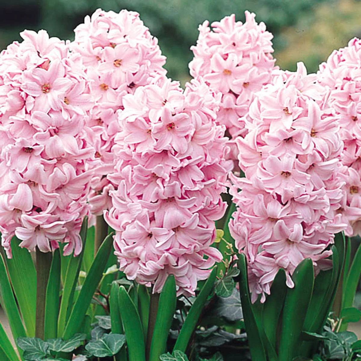 Baby Pink Hyacinth Flower Seeds for Planting Heirloom, Non-GMO, Shade Tolerant, High Germination