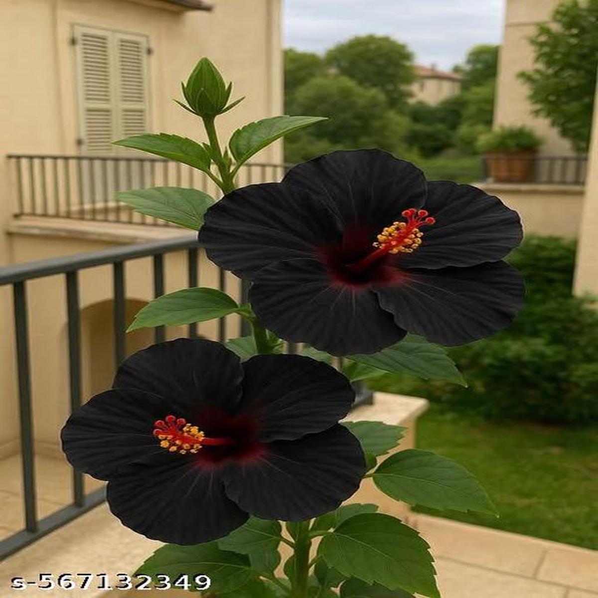 Black Hibiscus Flower Seeds for Planting Heirloom Non-GMO Organic Garden Seeds with High Germination
