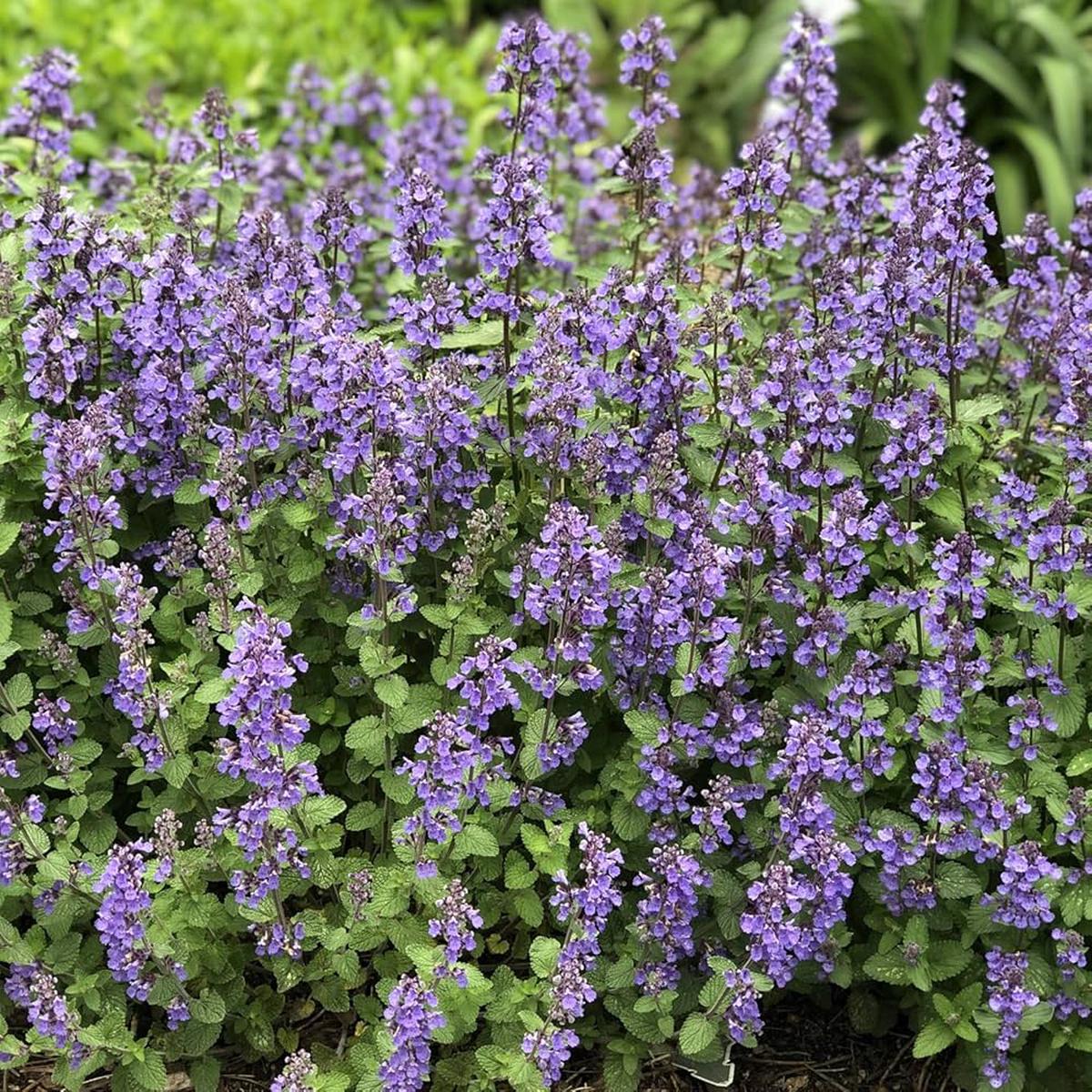 Blue Catmint Seeds for Planting flower bed home garden