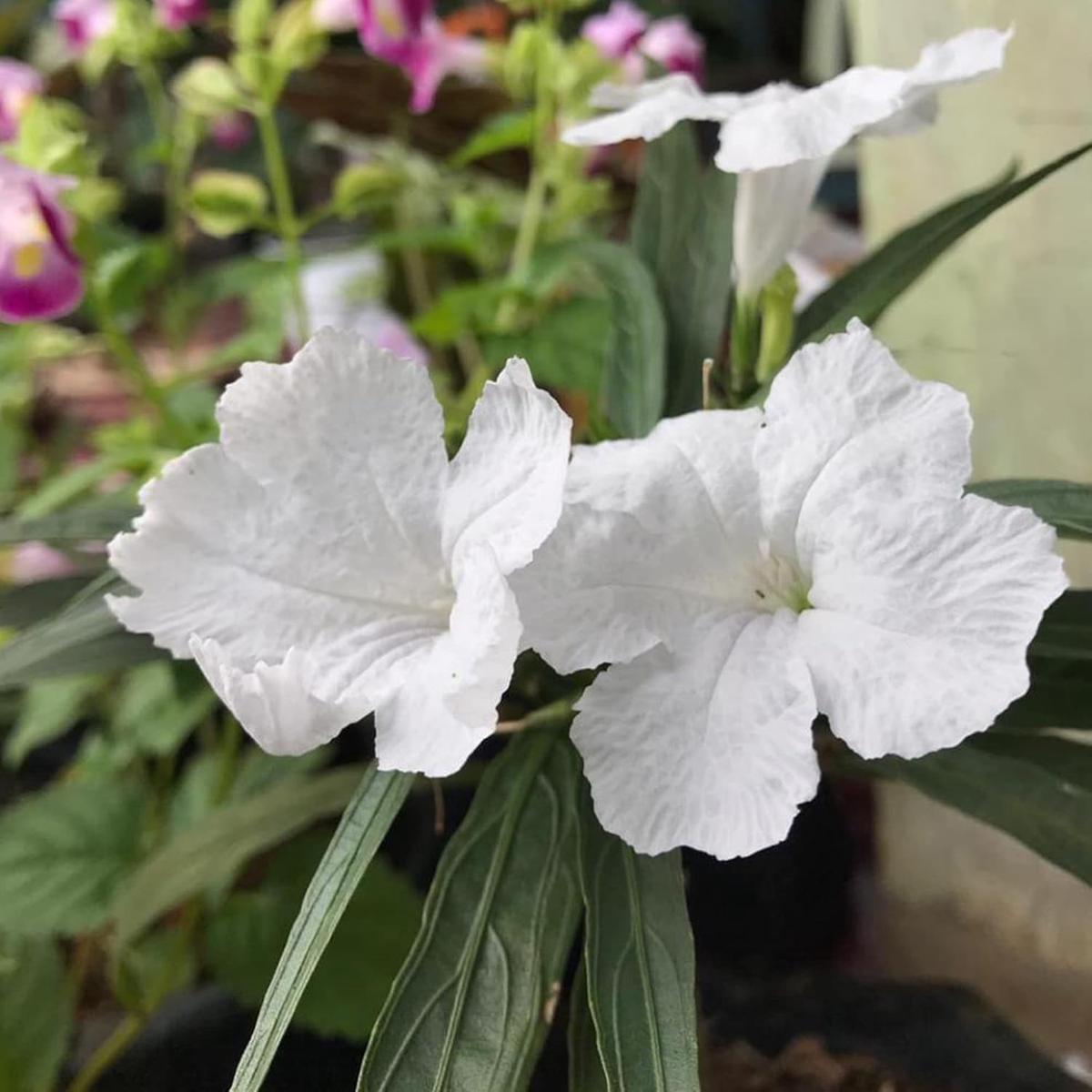 White Mexican Petunias Seeds Heat & Humidity Tolerant Herbaceous Perennial for Outdoor Gardens