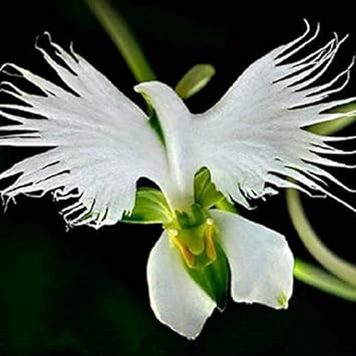White Radiata Flower seeds for Planting Pollinator Friendly Heirloom & GMO Free Seeds for Home Garden Sale