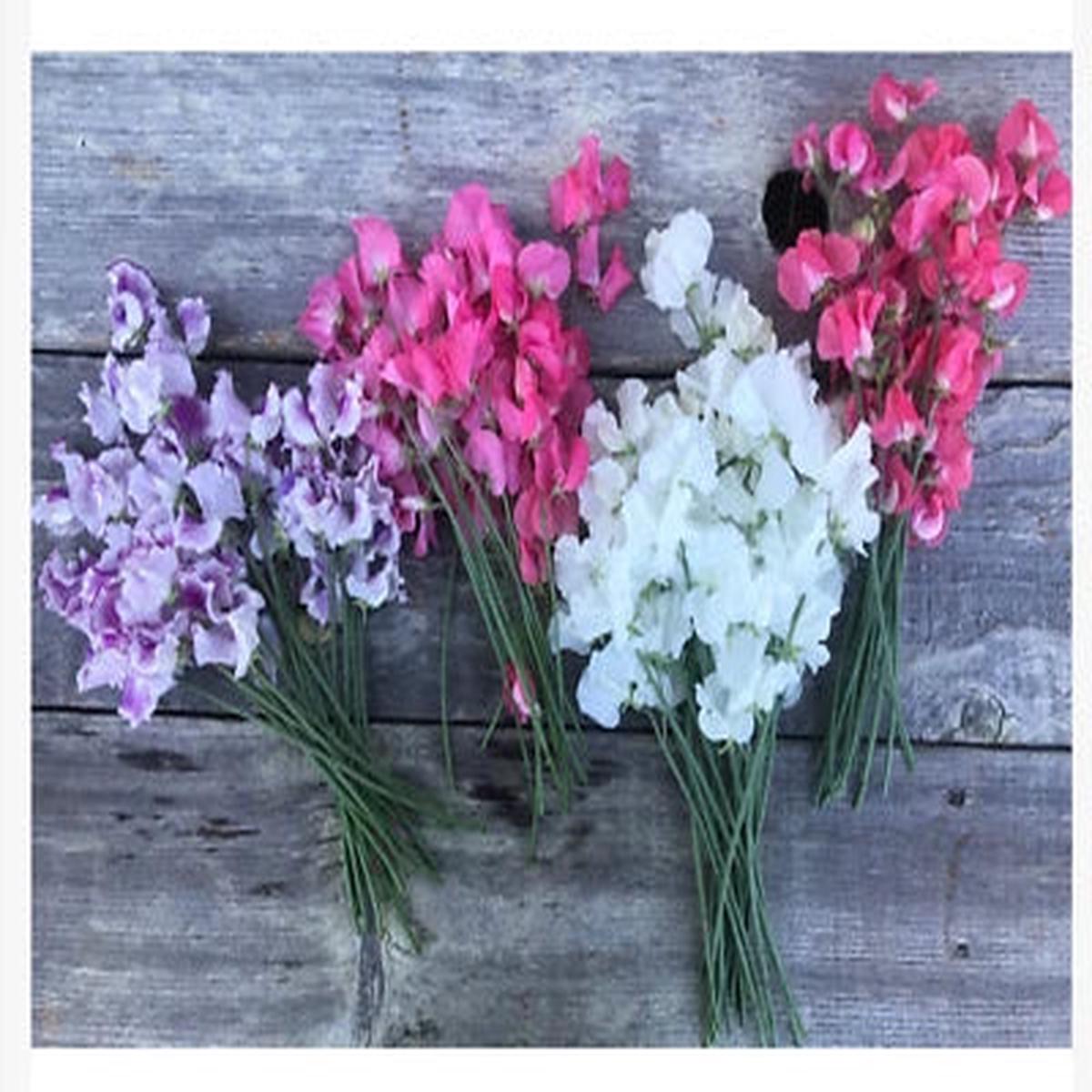 Winter Flowering Sweet Peas Short Day Christmas Blooms Heirloom Non Gmo Fragrant Climbing