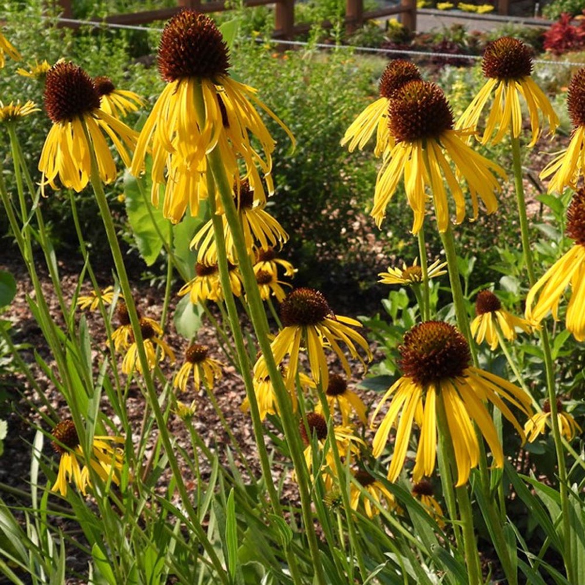 Yellow Coneflower (Echinacea paradoxa) Seeds for Planting Heirloom, Non-GMO, Pollinator-Friendly, Perennial