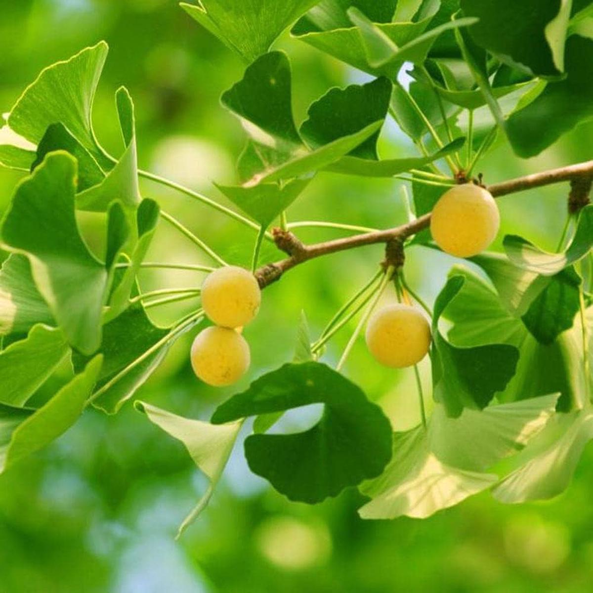 Yellow Ginkgo Flower Tree Ginkgo Biloba Planting Urban Garden Yard Flower Seeds Home Garden
