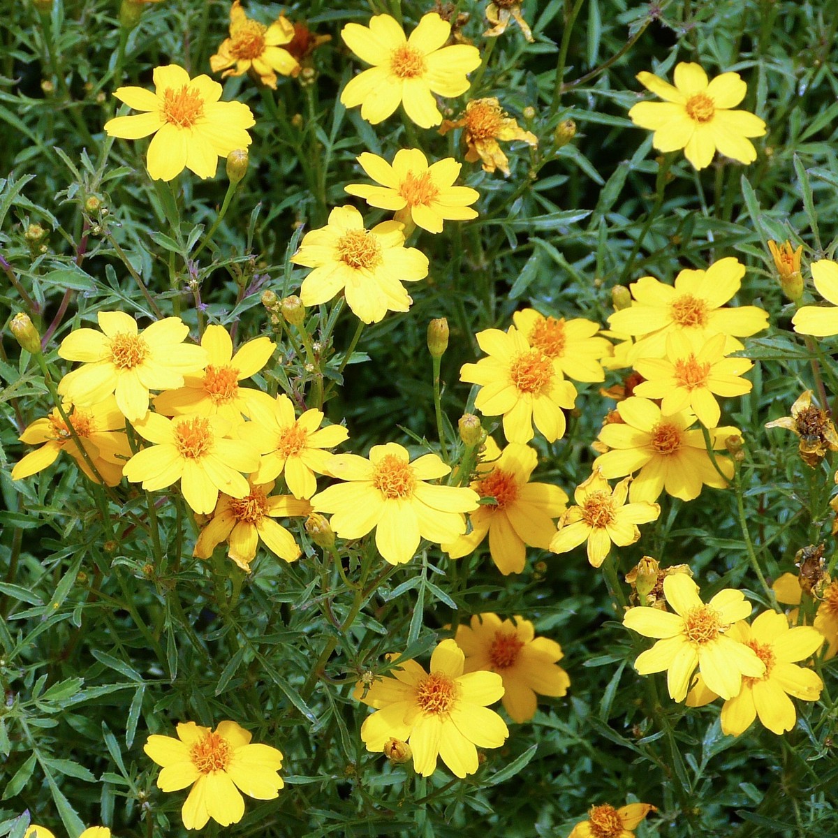 Yellow Lemon Marigold Flower Heirloom Non Gmo Garden Planting Flower Seeds Home Garden