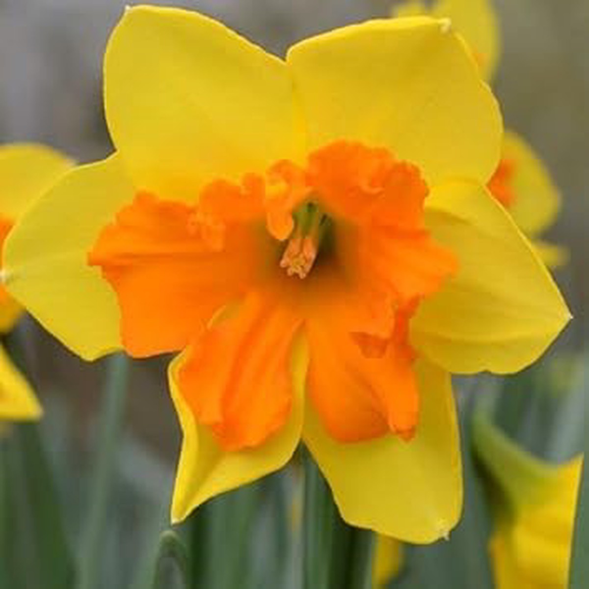 Yellow Orange Narcissus Heirloom Non-GMO Seeds for Planting  High Germination Organic Garden Seeds