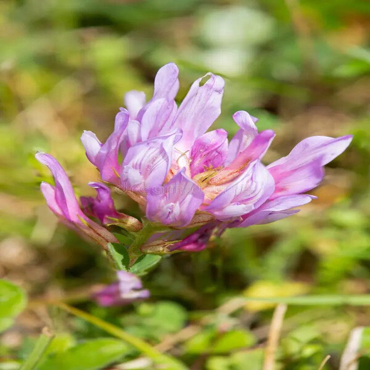Astragalus Flower Seeds for Planting  Heirloom Non-GMO, High Germination Organic Garden Seeds