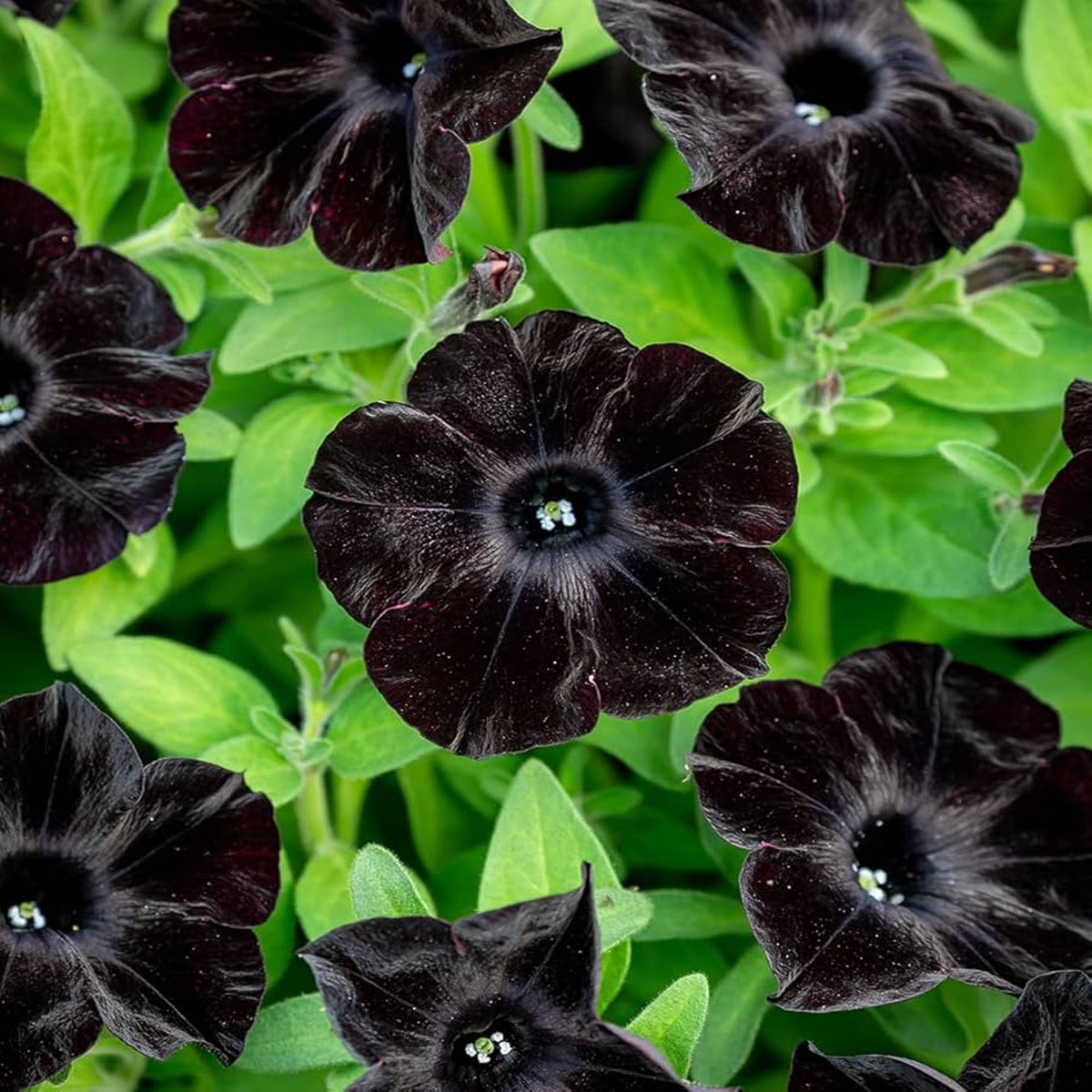 Black Velvet Petunia Hardy Variety Flower Seeds for Home Garden Planting, Premium Organic Blooming