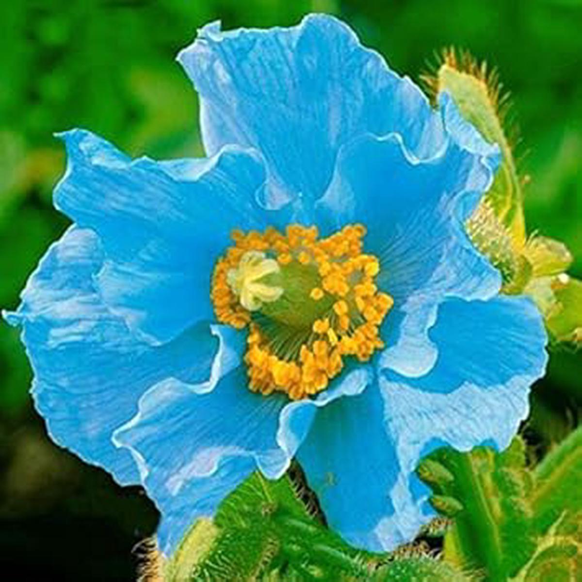 Blue Flower Seeds for Planting Sun-Loving, Heirloom, Non-GMO, High Germination Organic Garden Seeds