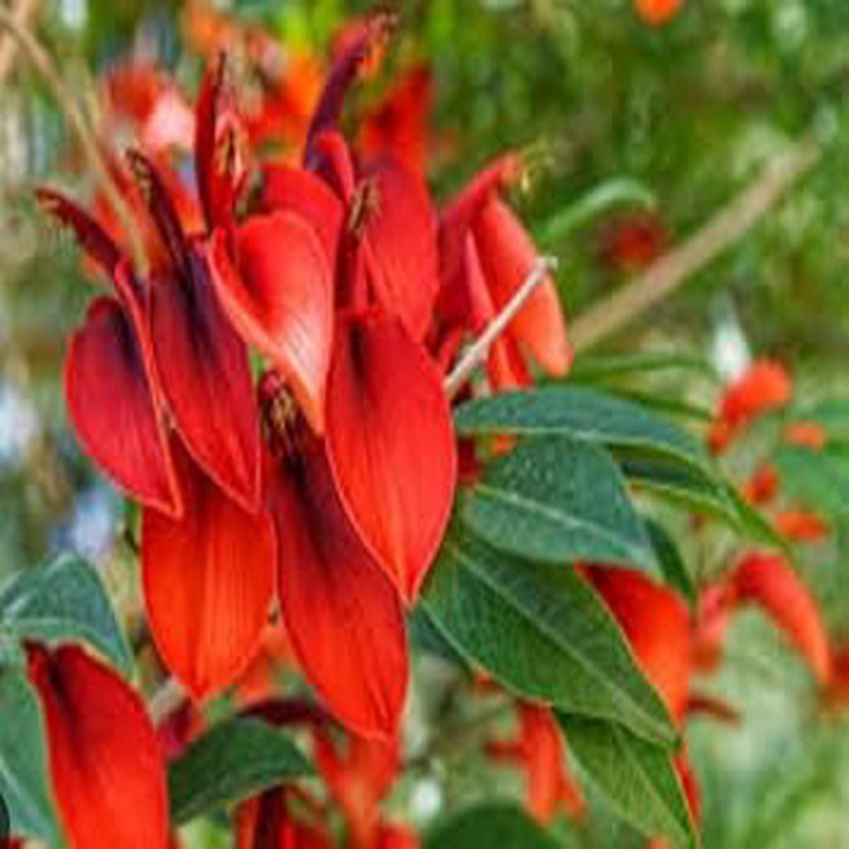 Dark Orange Erythrina Crista Galli Flower Seeds for Planting Non-GMO, Heirloom, High Germination Seeds