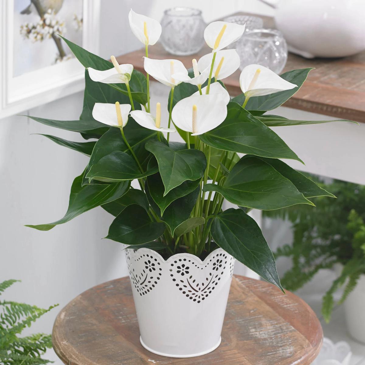 White Anthurium Flower Seeds for Garden Heirloom, Non-GMO, Bright Blooms, High Germination Seeds