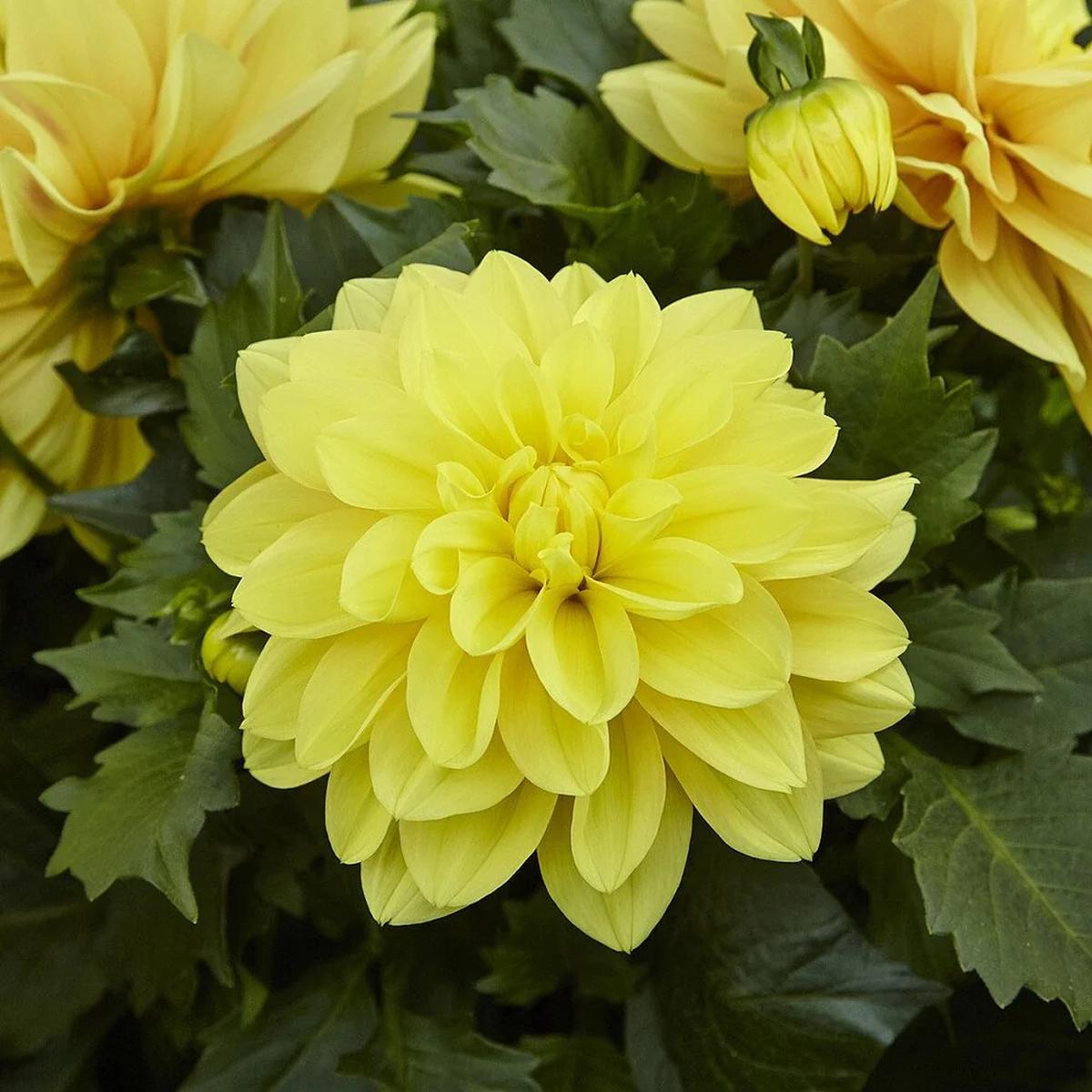Yellow Dahlia Perennial Flower Seeds for Planting  Heirloom, Non-GMO, High Germination Organic Garden Seeds