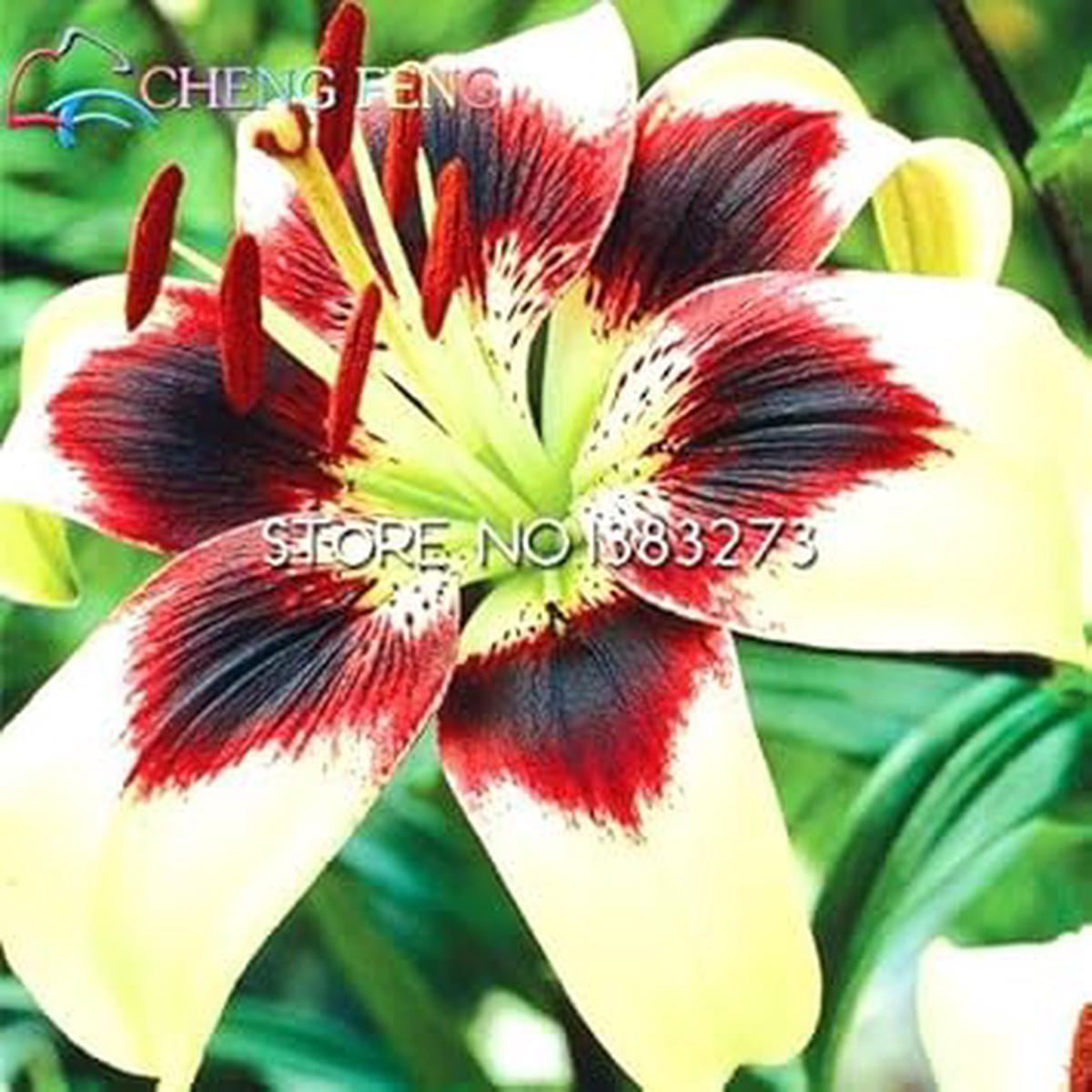 Yellow Red Lilium Flower Seeds for Planting Organic Heirloom Non-GMO Garden Seeds