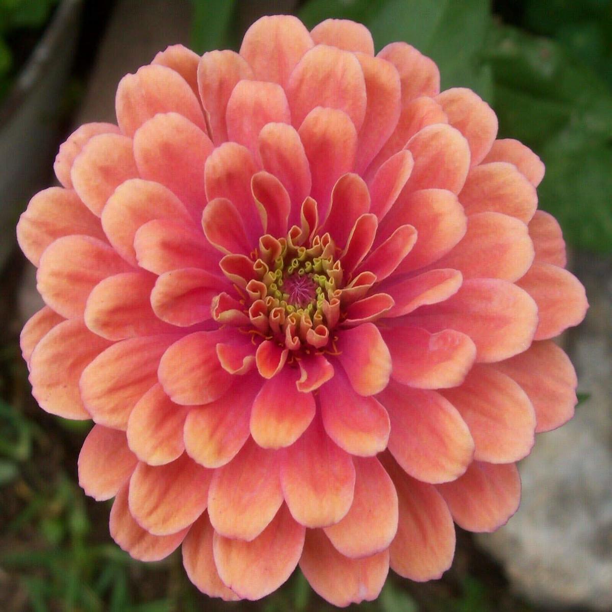 Zinnia Salmon Queen Flower For Planting Bright Blooms Non Gmo Heirloom Flower Seeds for Home Garden