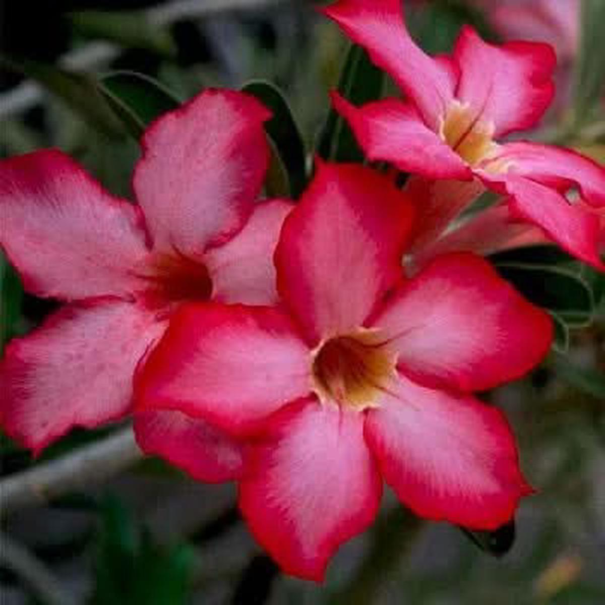 Adenium Desert Rose Mixed Colors Dwarf Flower Flower Seeds for Home Garden Planting, Ornamental