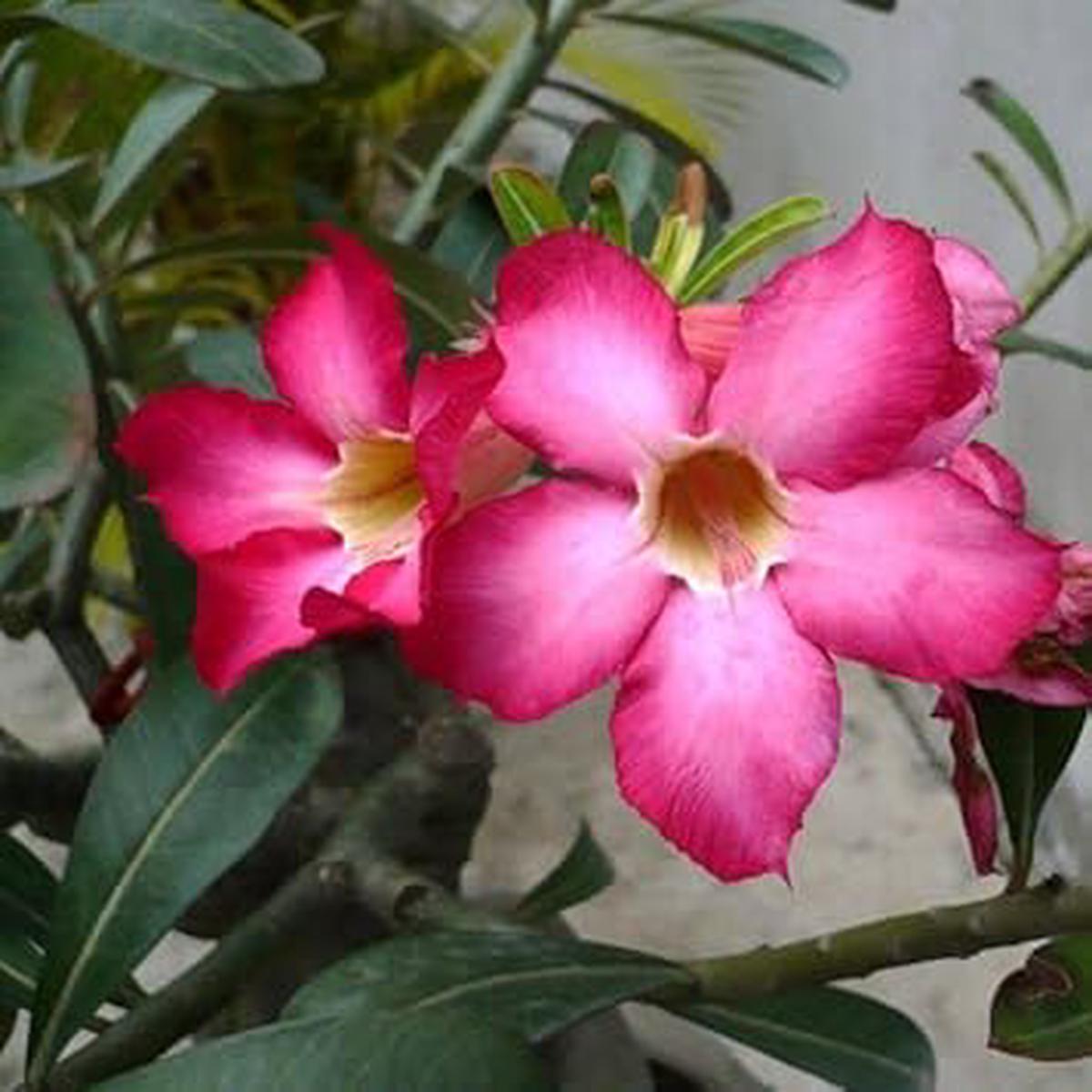 Adenium Obesum Flower seeds for Planting - Colorful Display, Heirloom & GMO Free Seeds for Home Garden