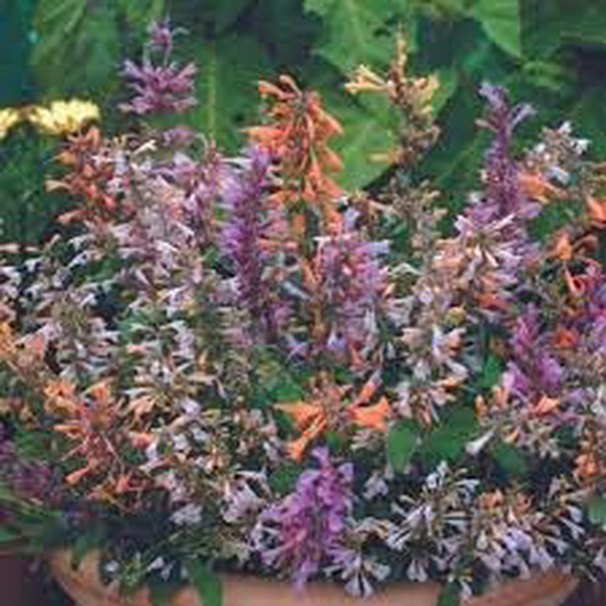 Agastache Flower seeds for Planting Compact Growth Heirloom & GMO Free Seeds for Home Garden