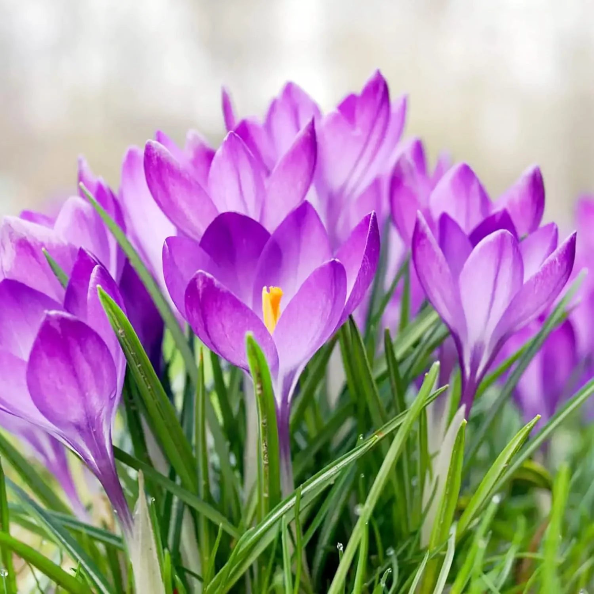 Autumn Crocus Flower Seeds  Heirloom, Non-GMO, Easy to Grow, Perennial
